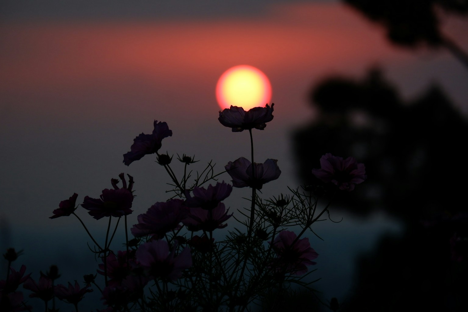 Silhouette hoa trước hoàng hôn