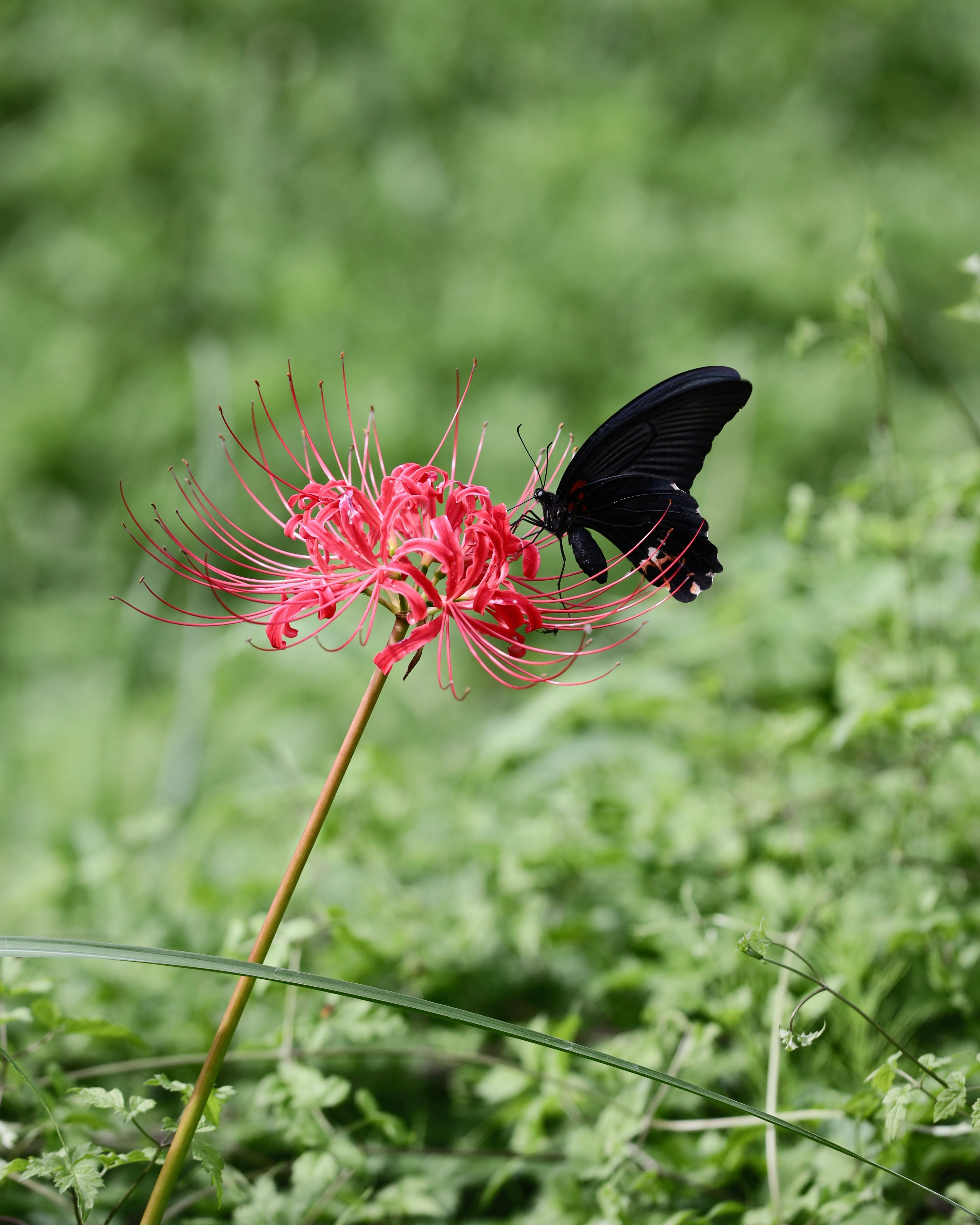草むらに咲くピンクの彼岸花と黒い蝶が舞う