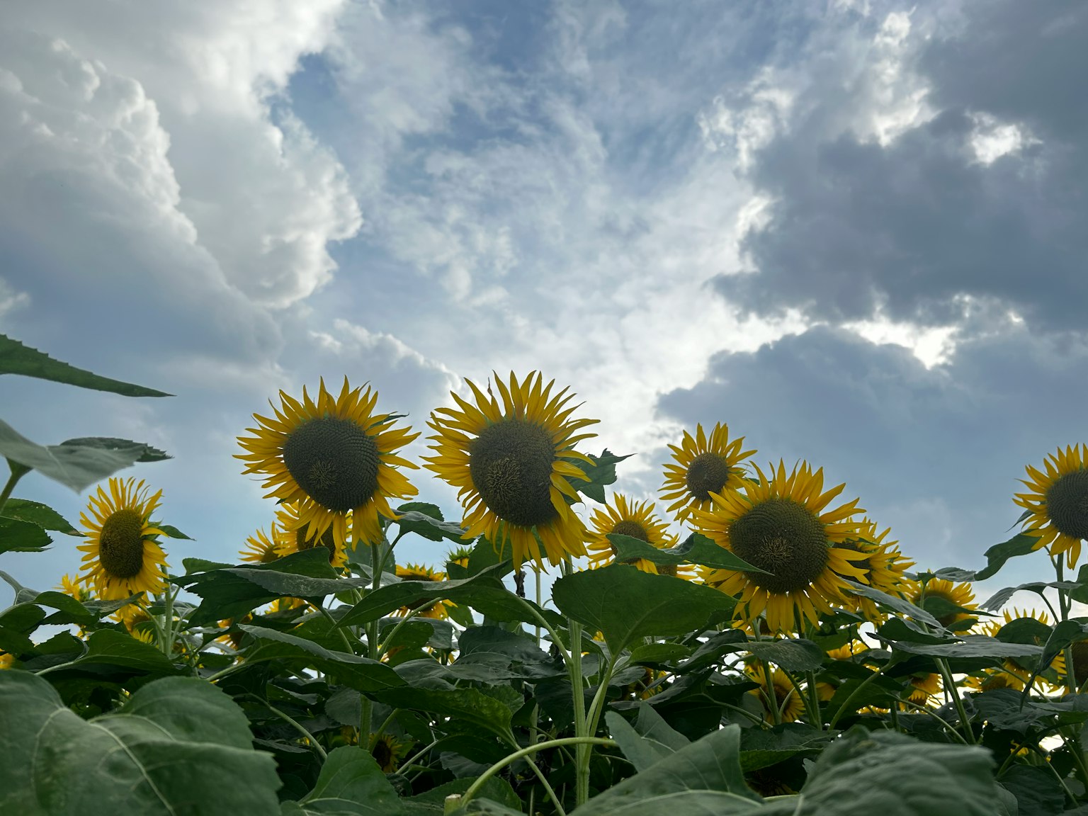 Field of sunflowers reaching towards the sky with clouds