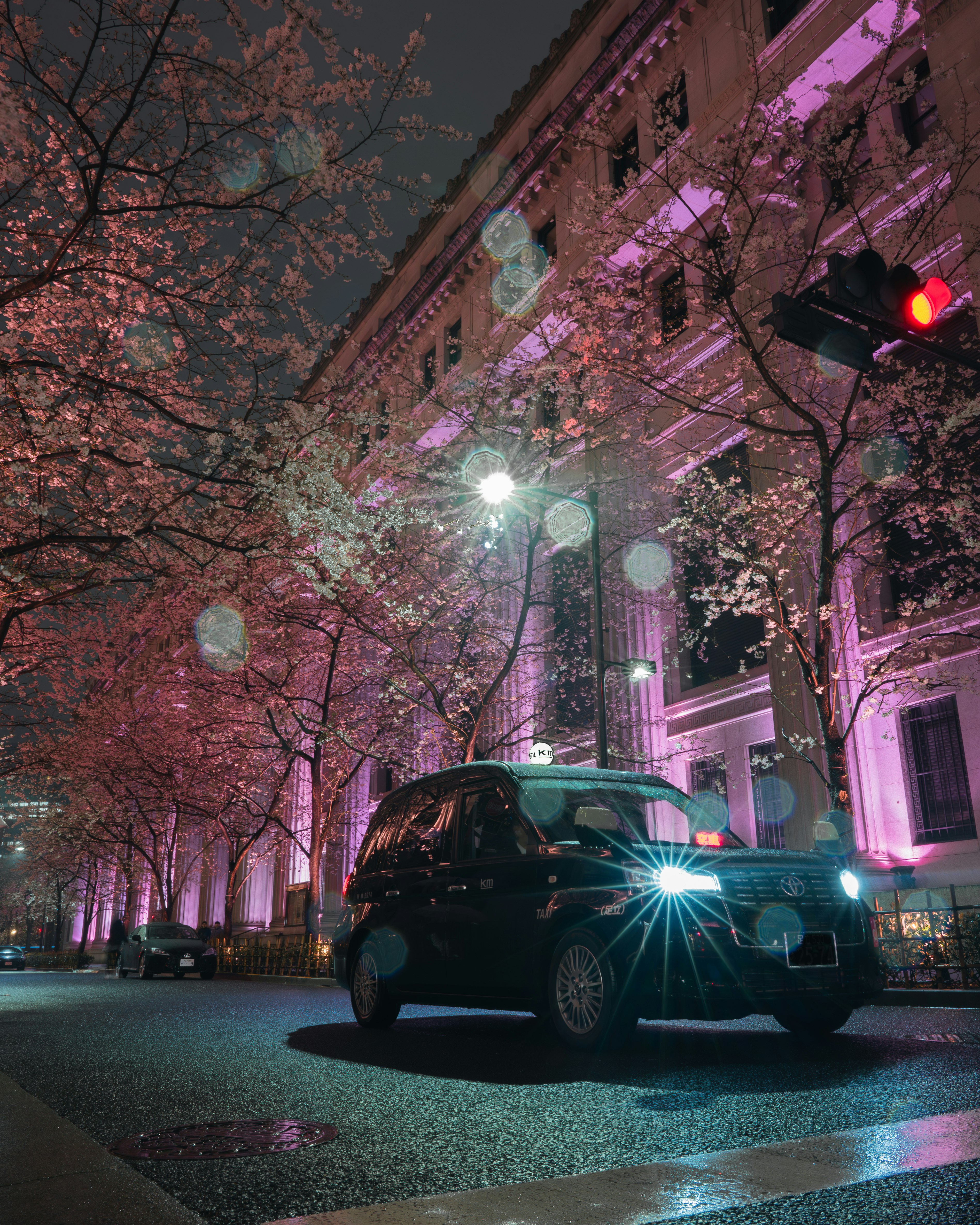 夜の日本橋で桜並木とライトアップ、車が走る江戸桜通りの風景