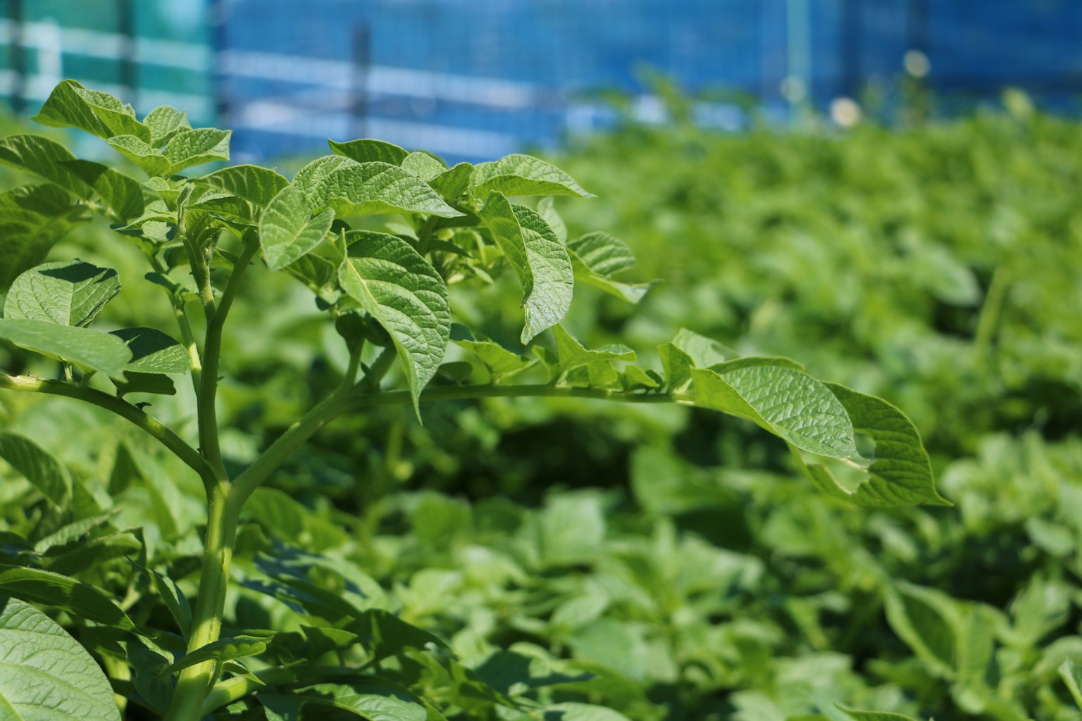 Eine Nahaufnahme von üppigen grünen Kartoffelpflanzen in einem Feld