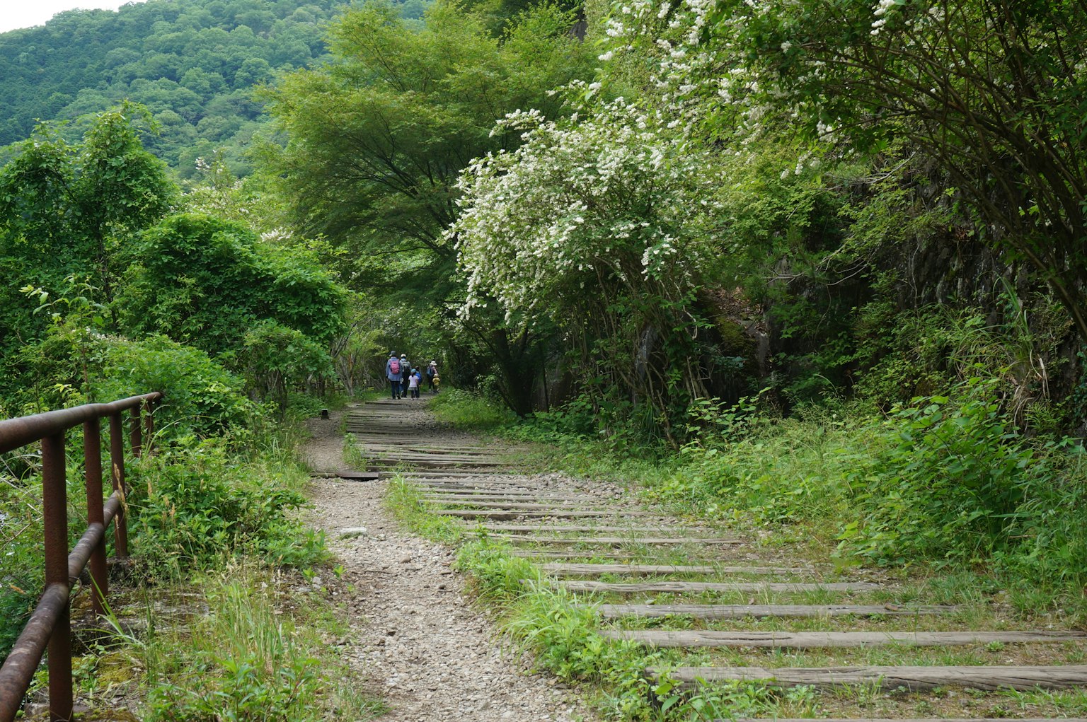 A scenic path lined with lush greenery and blooming flowers