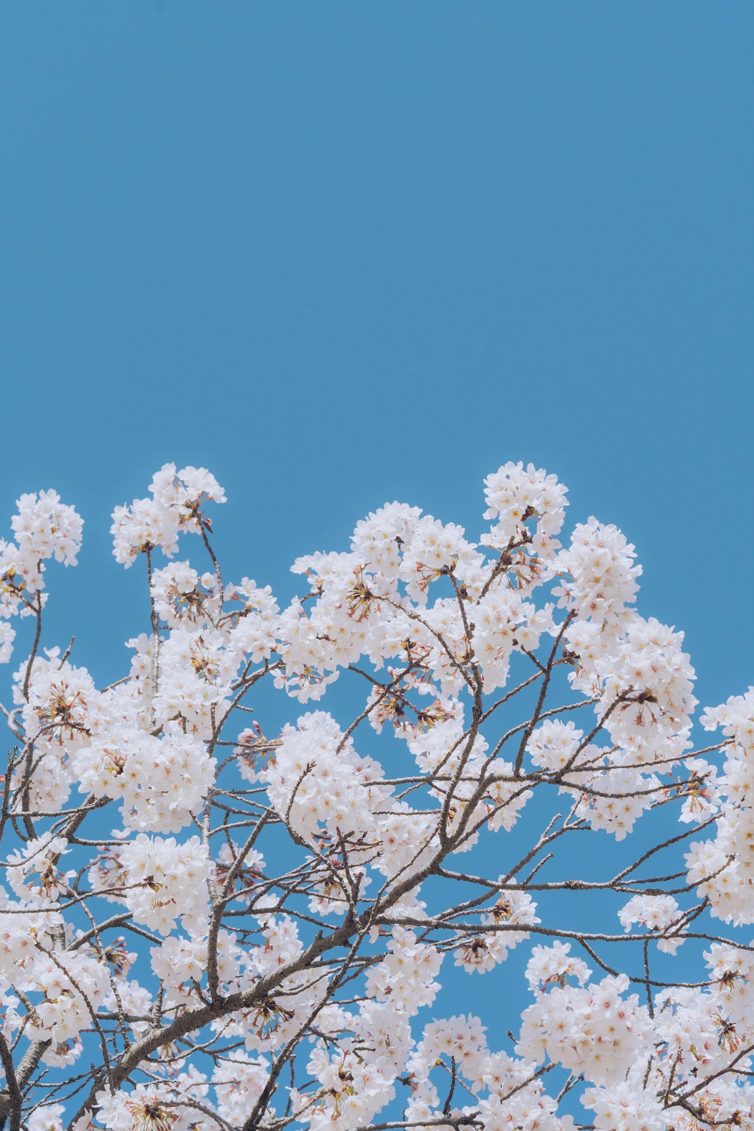 ต้นไม้ที่มีก花สีขาวบนท้องฟ้าสีฟ้า
