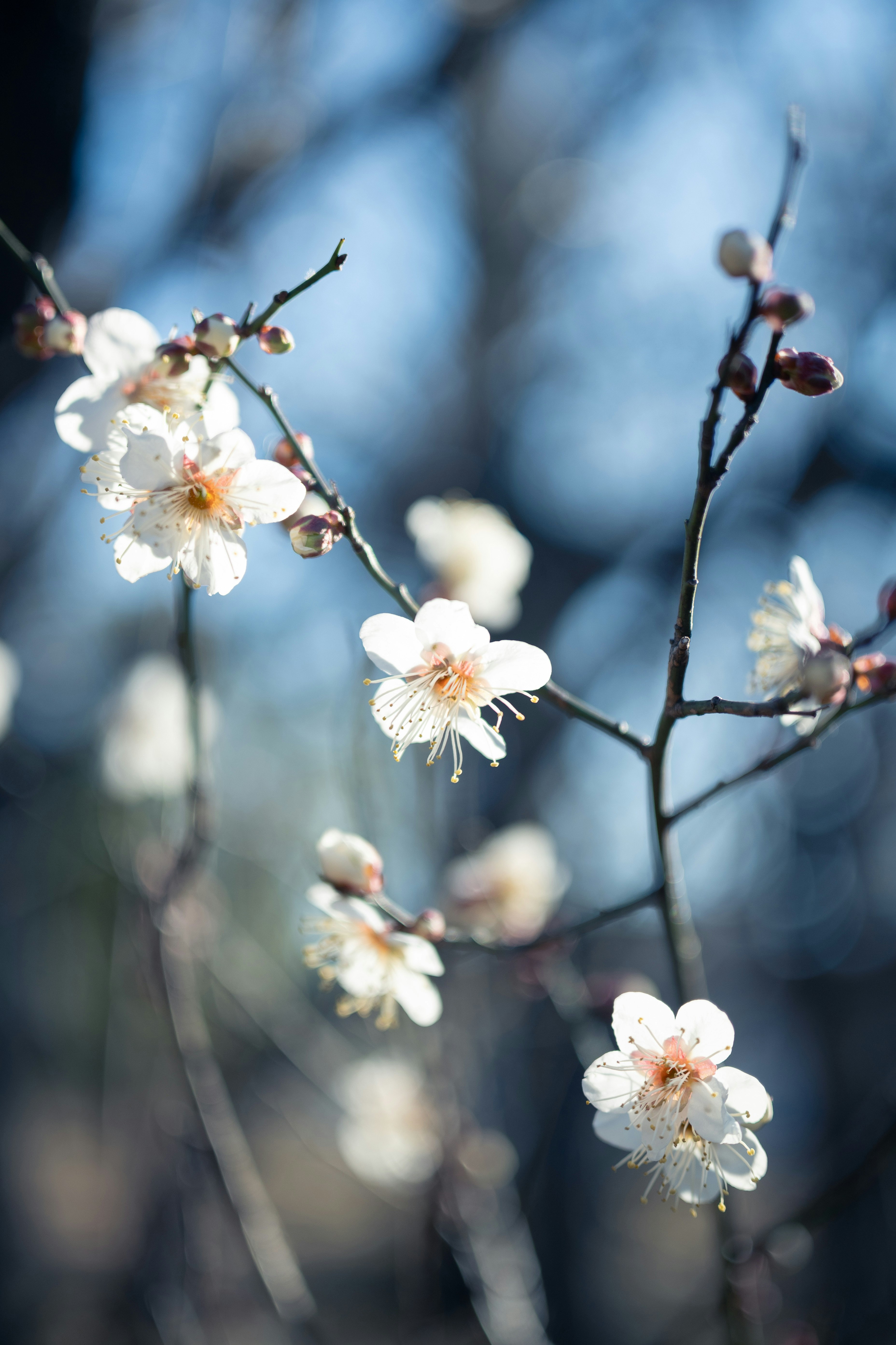 白い梅の花が咲く枝先のクローズアップ