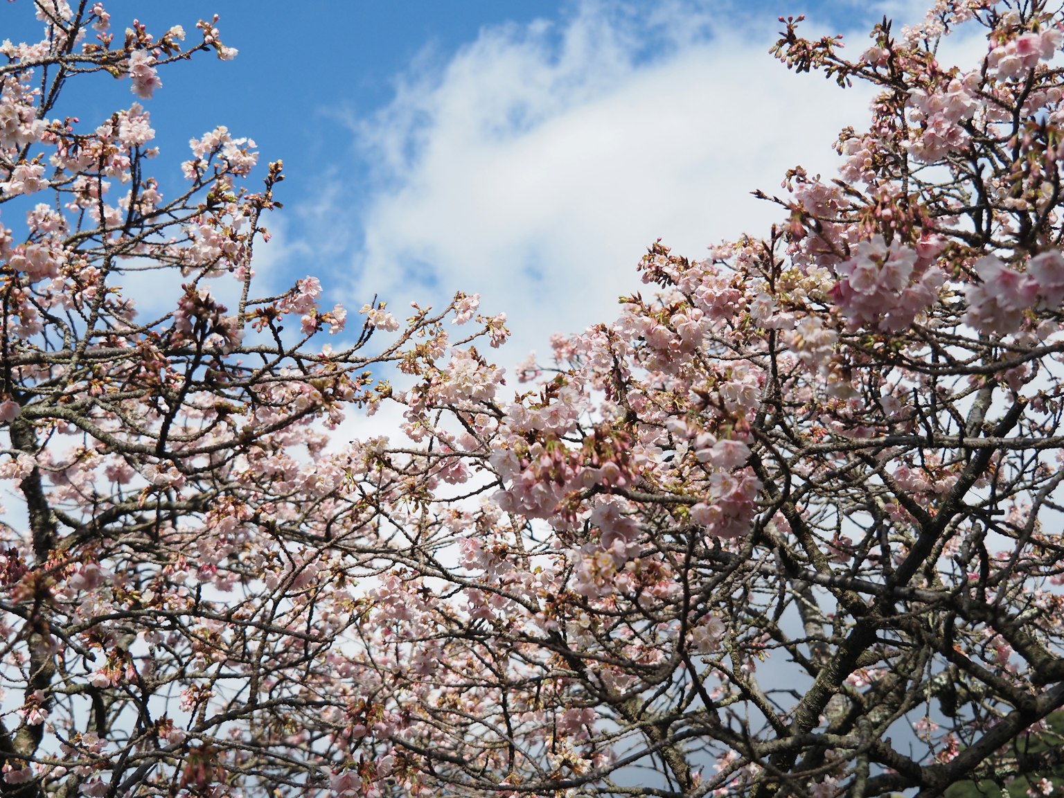 Fleurs de cerisier en fleurs sous un ciel bleu avec des nuages
