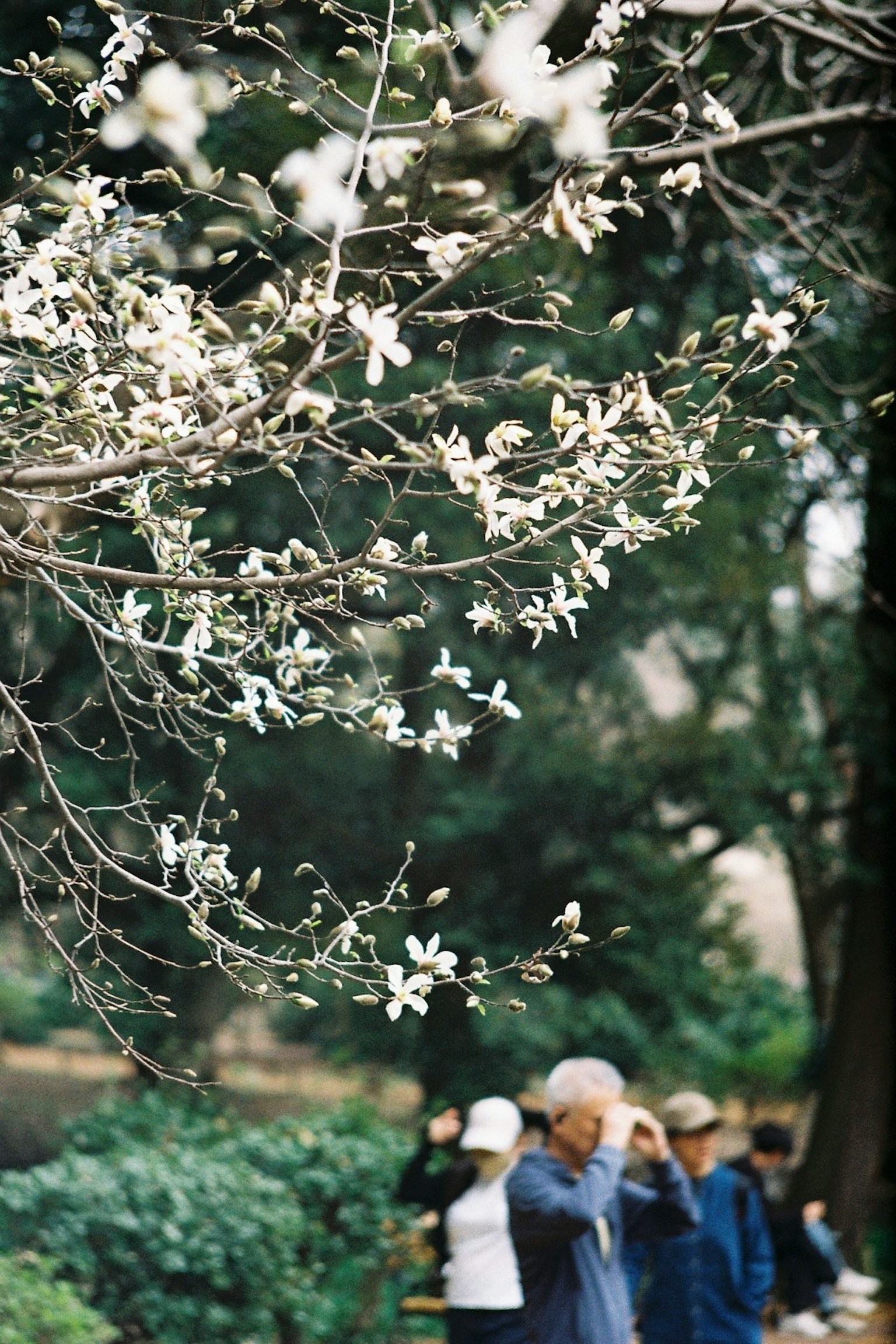 Una scena con un albero in fiore bianco e persone in un parco