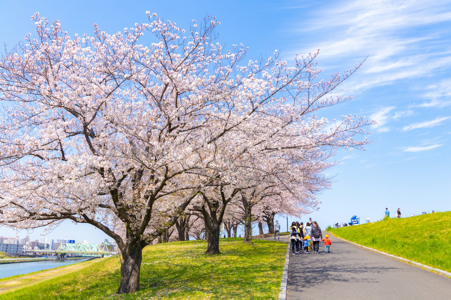 Un sentiero in un parco fiancheggiato da alberi di ciliegio in fiore e persone che si godono il panorama