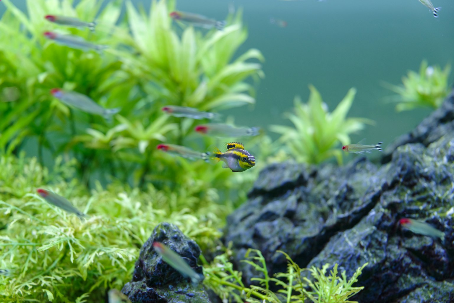 Ein Schwarm kleiner Fische schwimmt zwischen Wasserpflanzen und Felsen