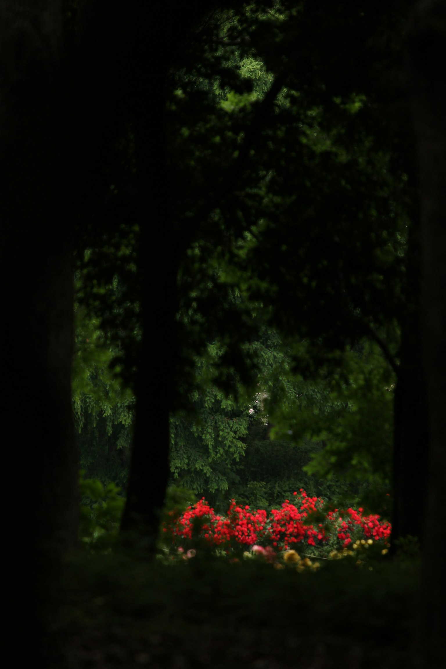 Schöne Aussicht auf rote Blumen, die in einem dunklen Wald blühen