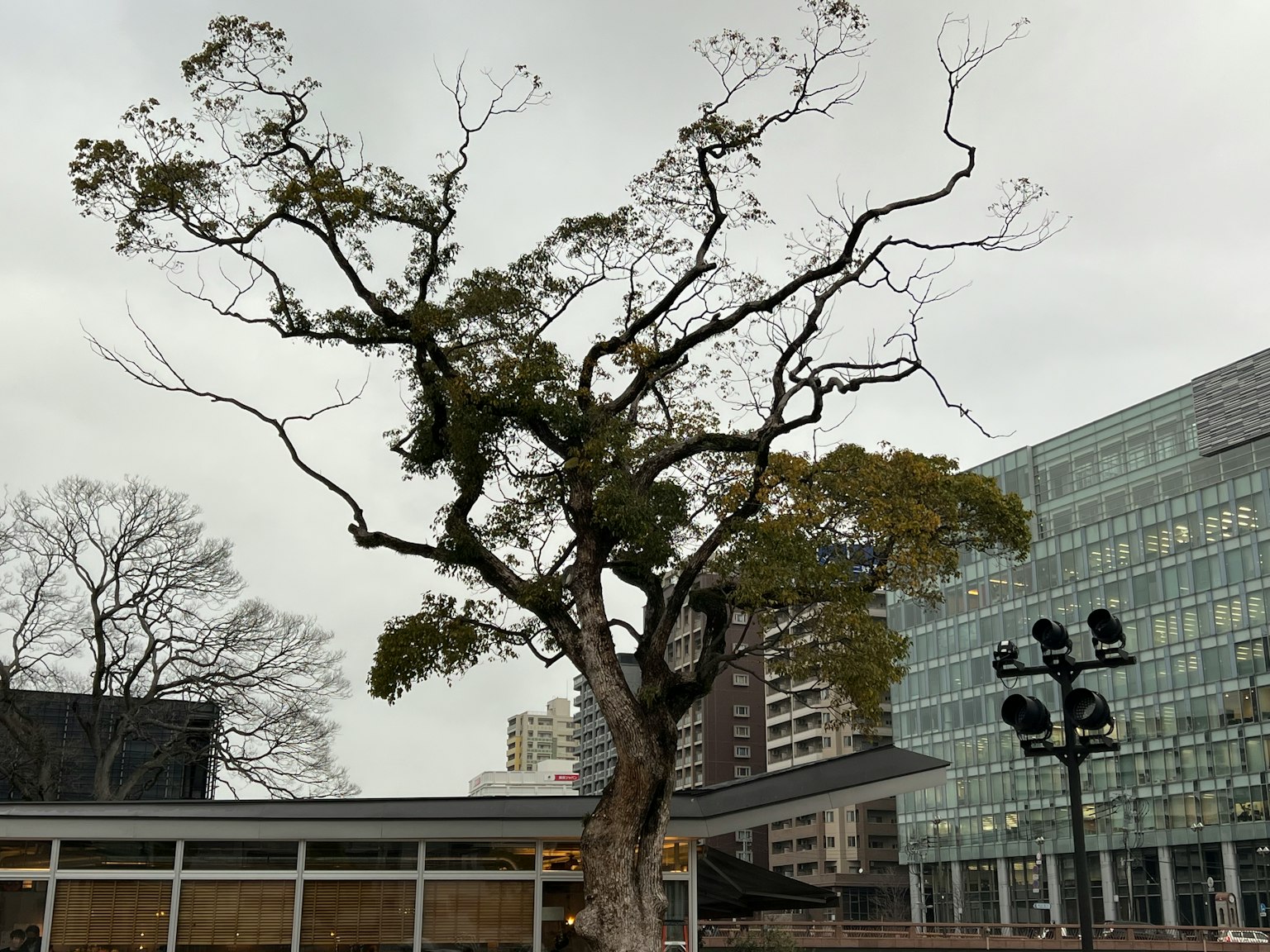 Árbol con ramas delgadas bajo un cielo nublado de invierno junto a edificios modernos
