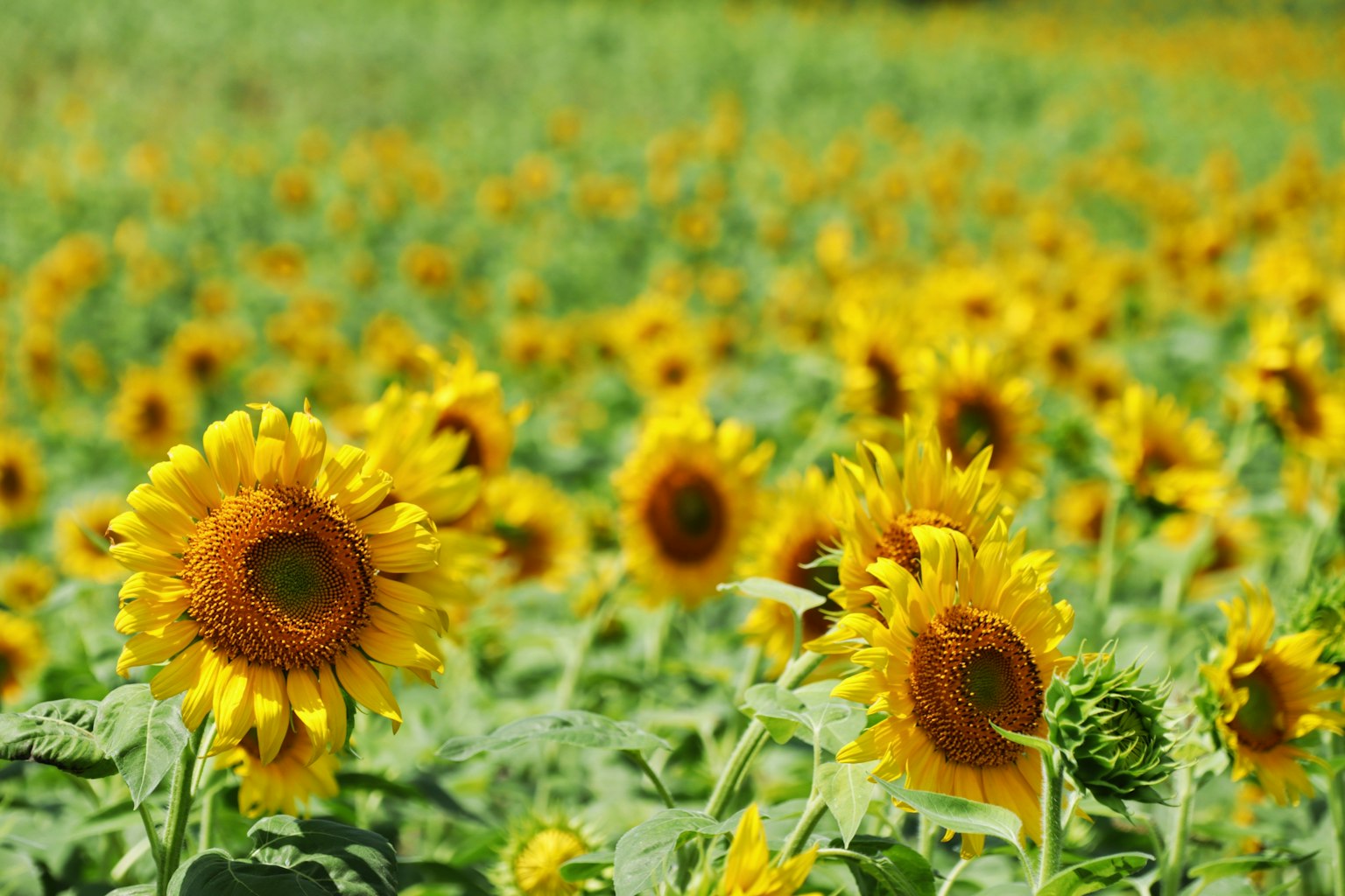 ๋ฐ์ ๋
ธ๋ ๊ฝ์ด ๋ง๋ฐํ ํ๊ธฐ์ฐฌ ํด๋ฐ๋ผ๊ธฐ ๋ฐญ