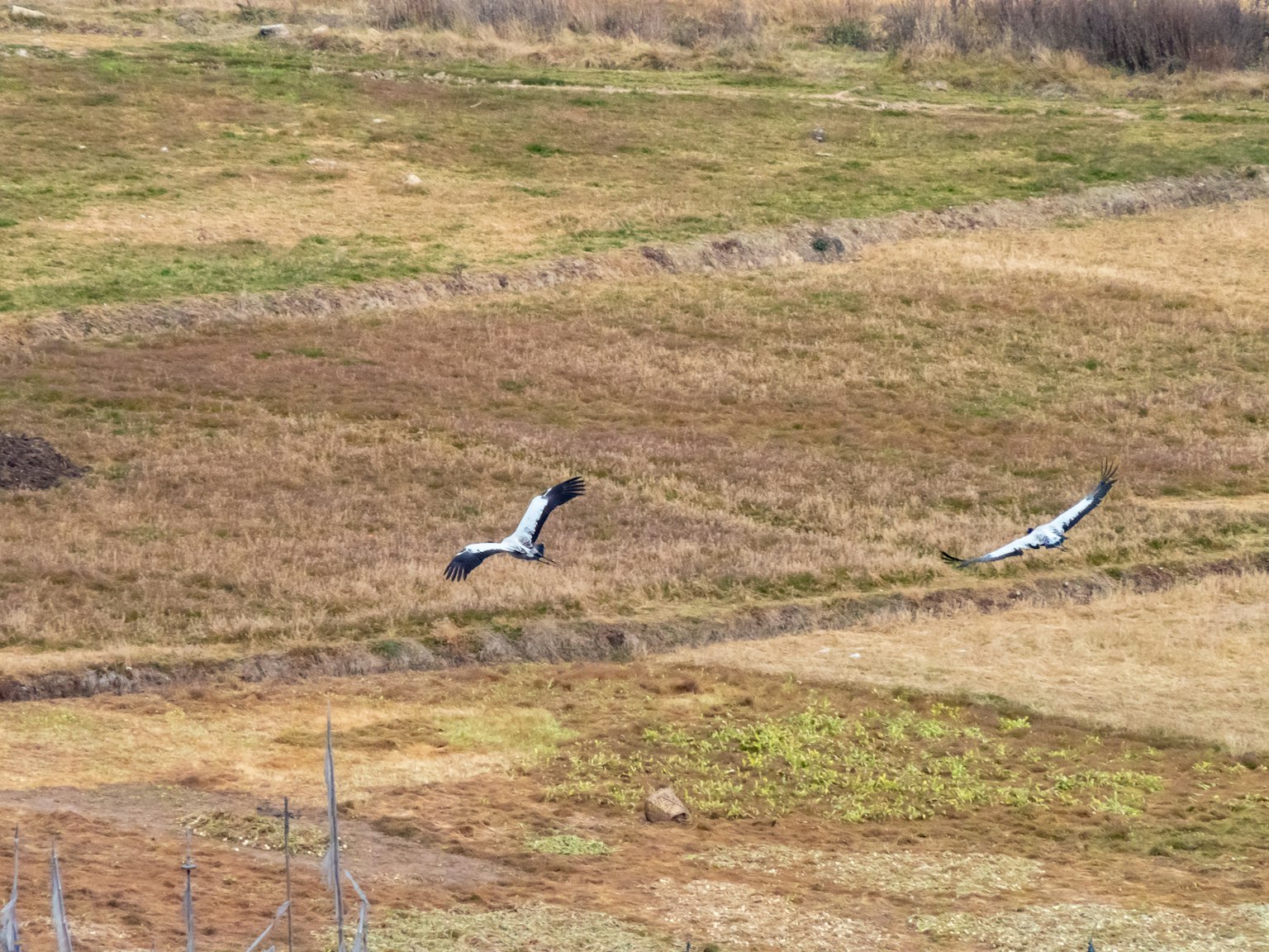 兩隻黑白鳥飛過草地