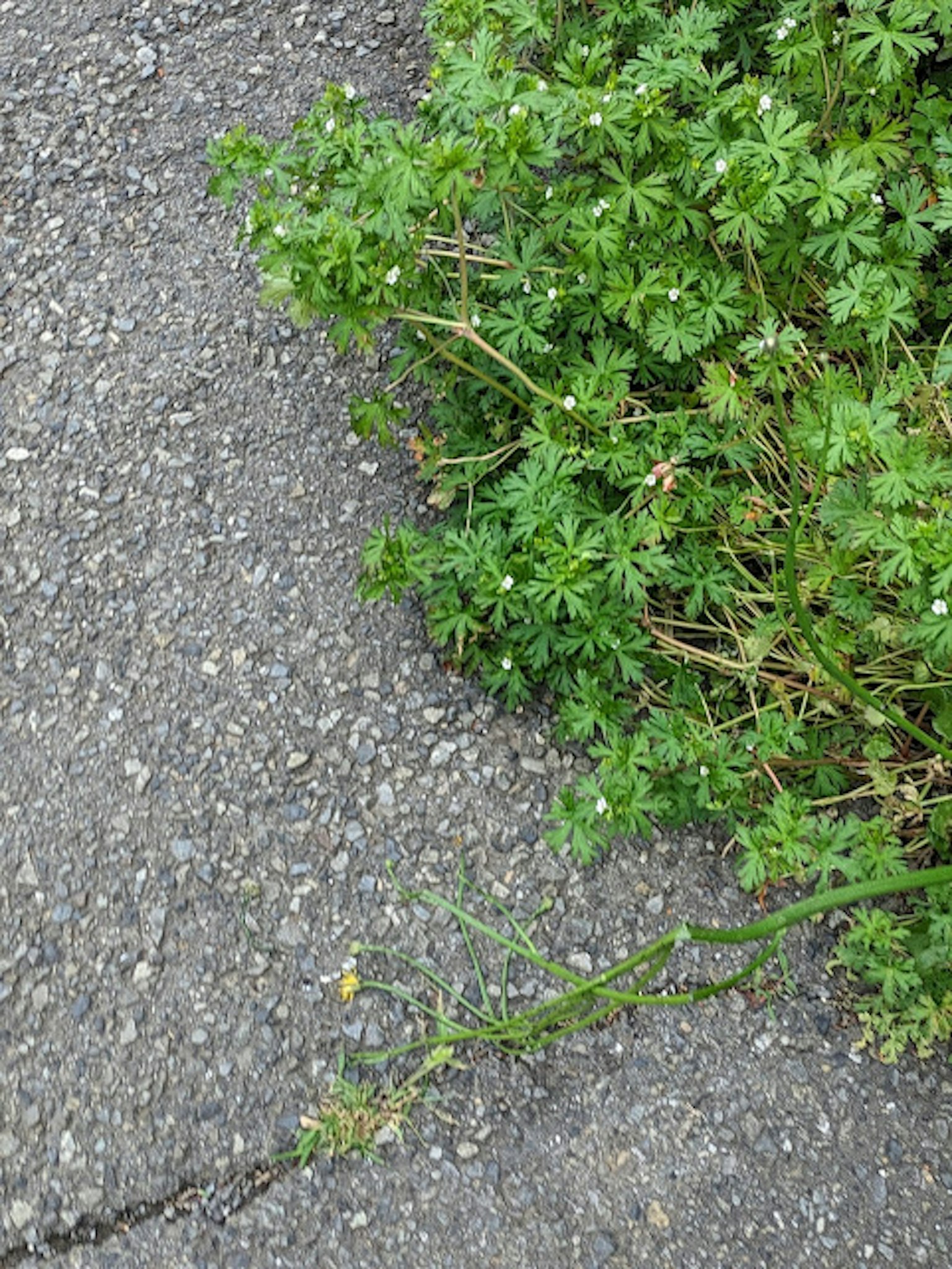Grüne Pflanzen mit kleinen weißen Blumen, die neben einer gepflasterten Fläche wachsen