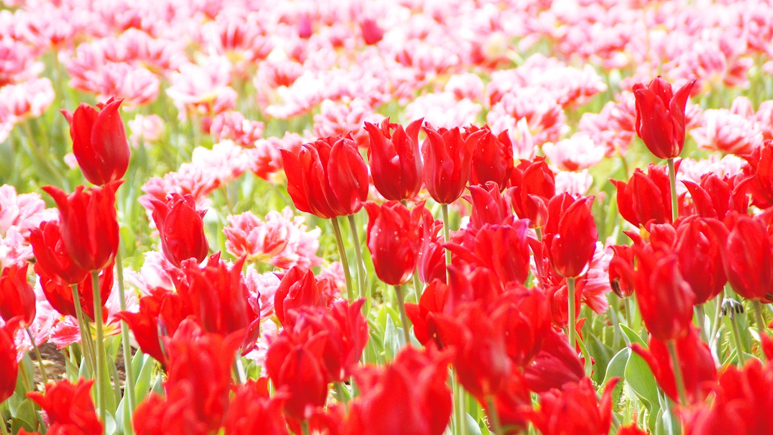 Ladang bunga yang indah dengan tulip merah cerah dan bunga merah muda