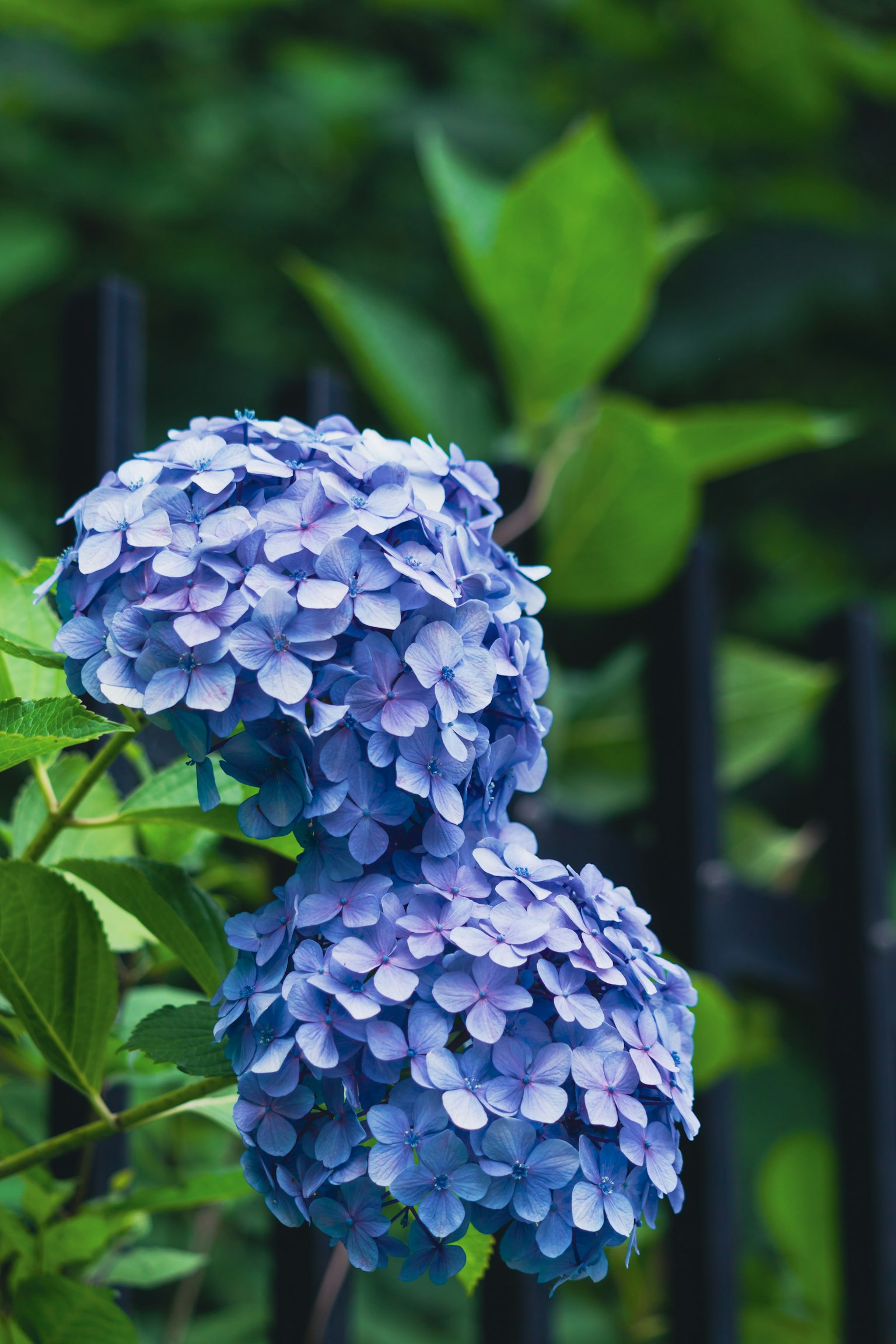 Racimos de flores de hortensia azul rodeados de hojas verdes