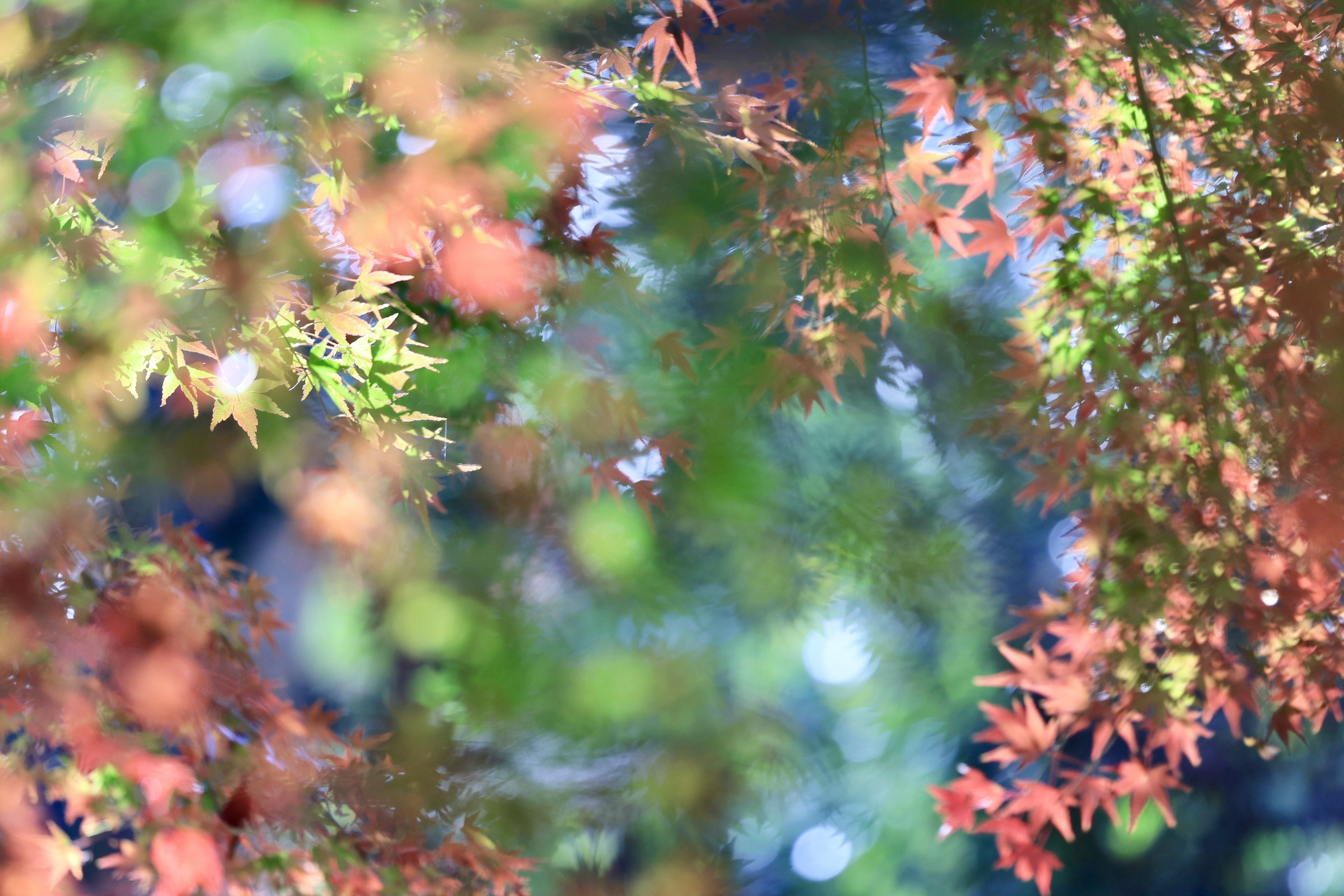 bokeh de hojas de otoño coloridas en una escena natural