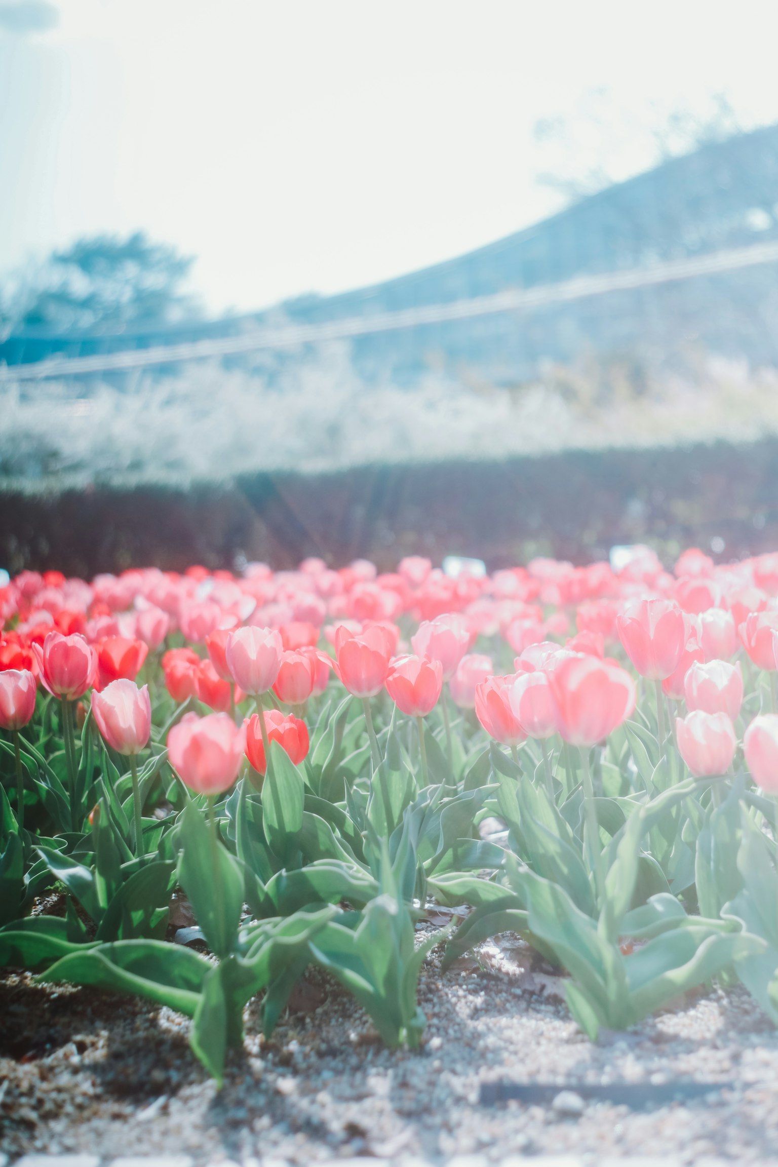 Lebendige rote Tulpen in einem blühenden Blumenfeld