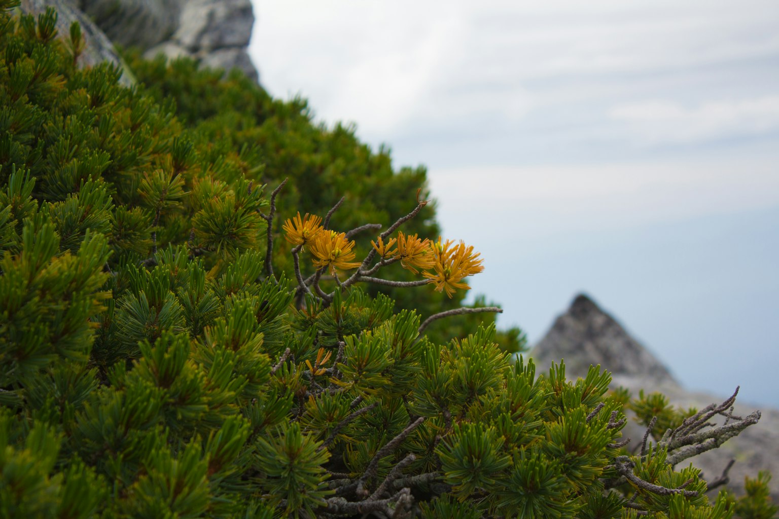Grüne Bergpflanzen mit orangefarbenen Blumen in einer malerischen Ansicht