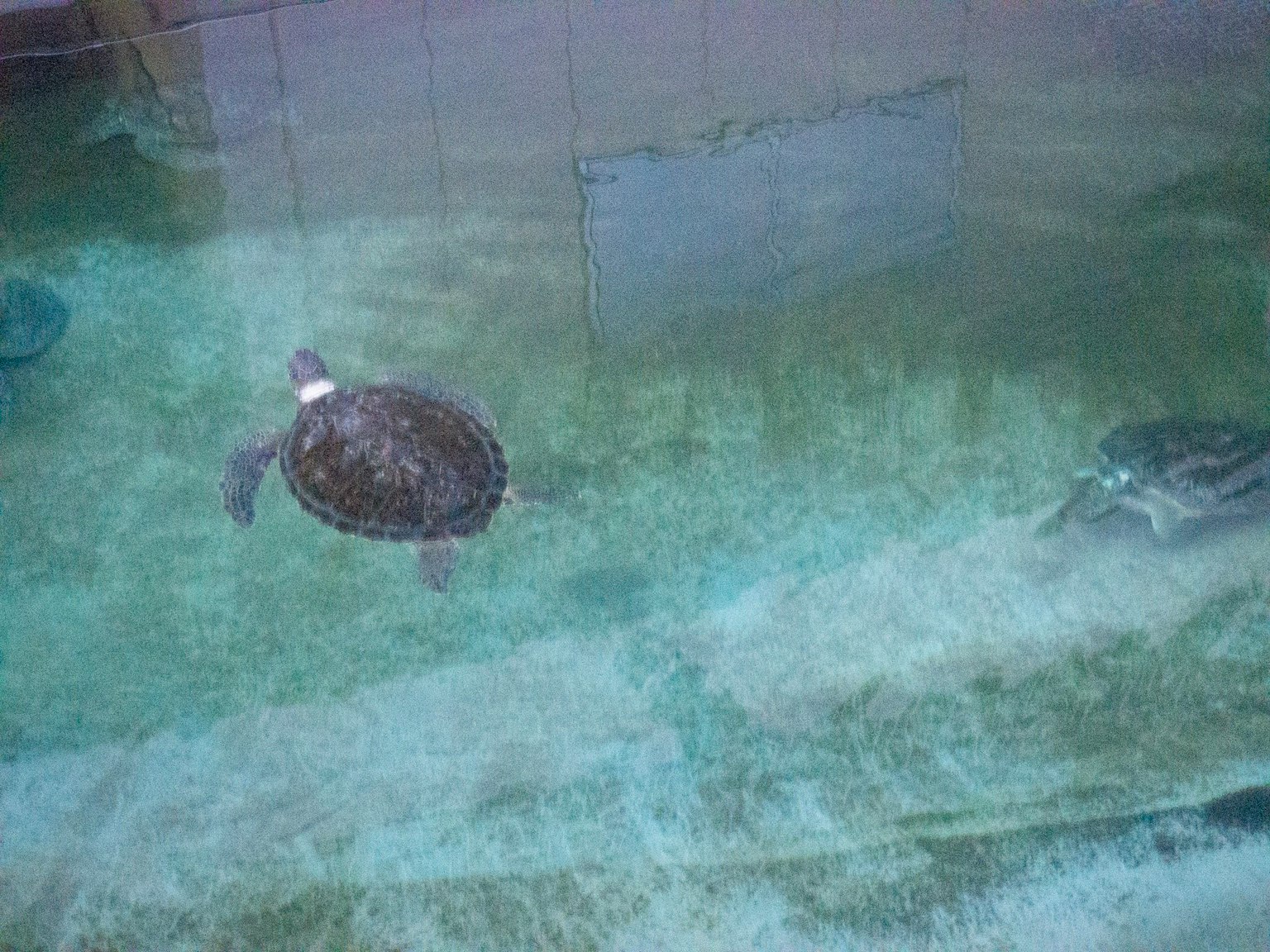 水族馆中游泳的两只海龟