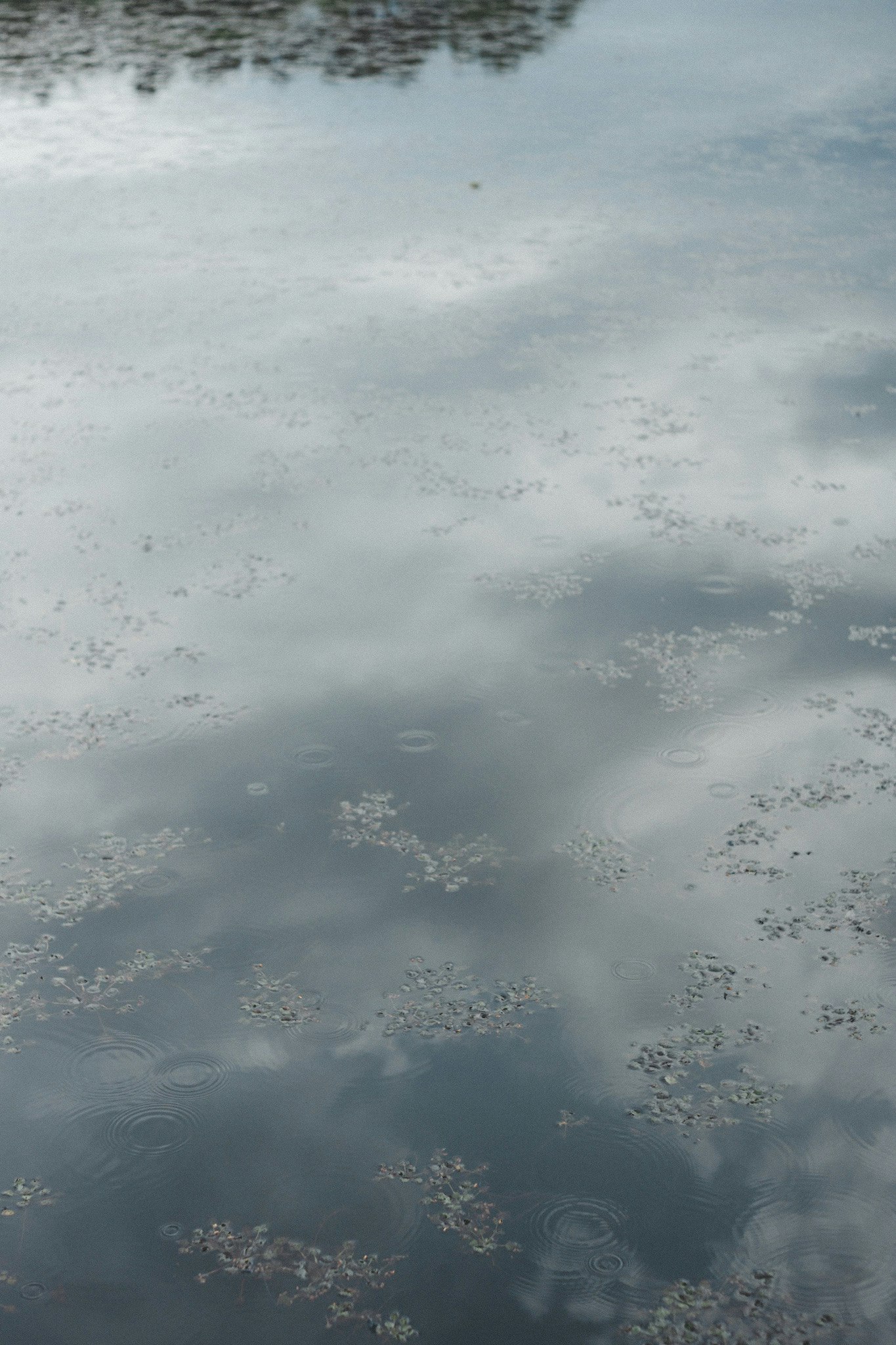 水面に広がる波紋のある湖の静けさ
