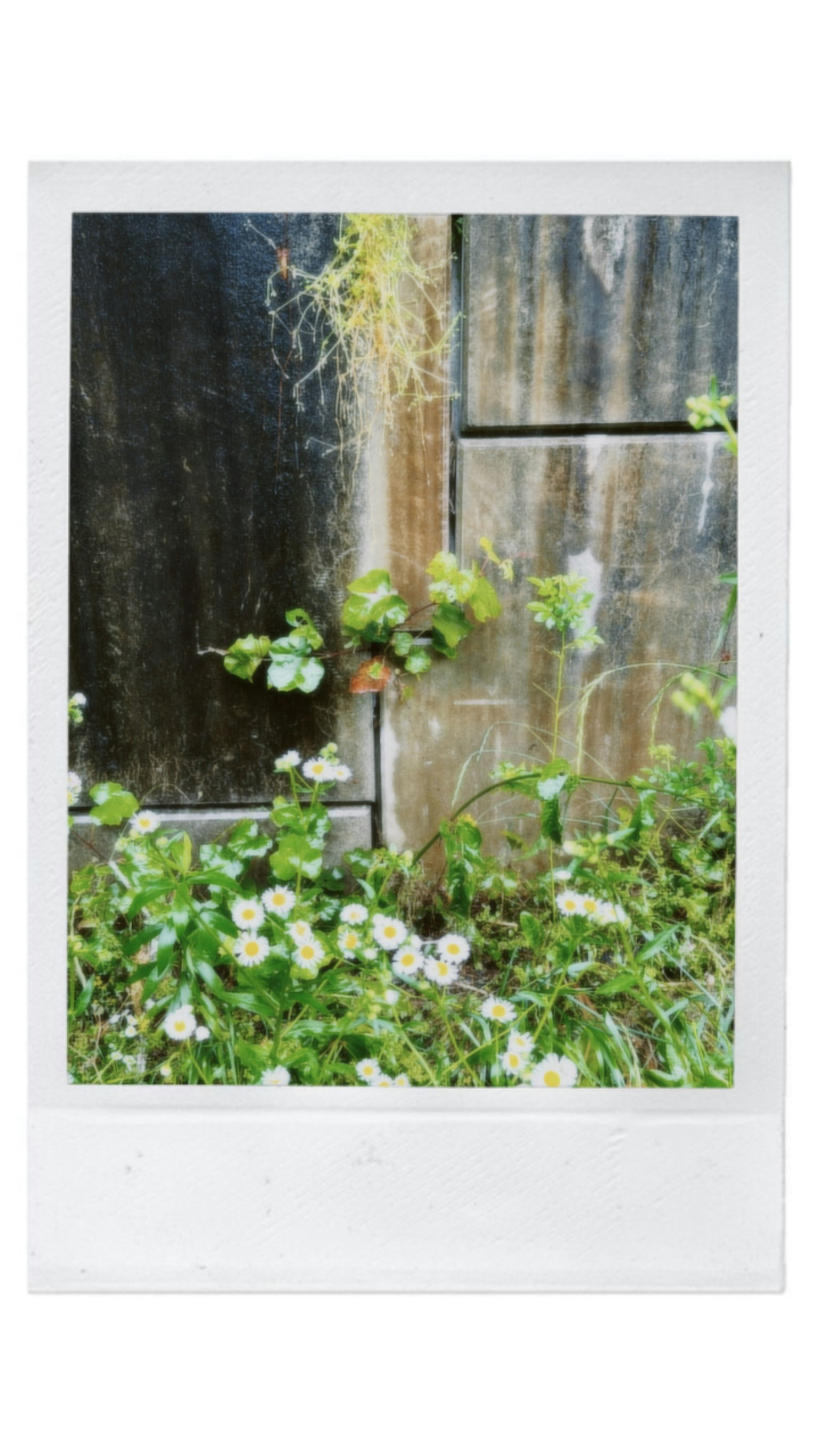 Foto de una pared de madera vieja entrelazada con plantas verdes