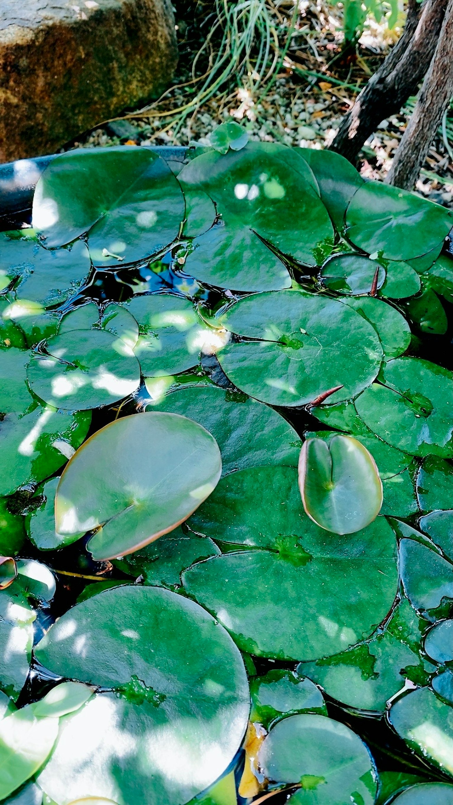 漂浮在水面上的绿色睡莲叶