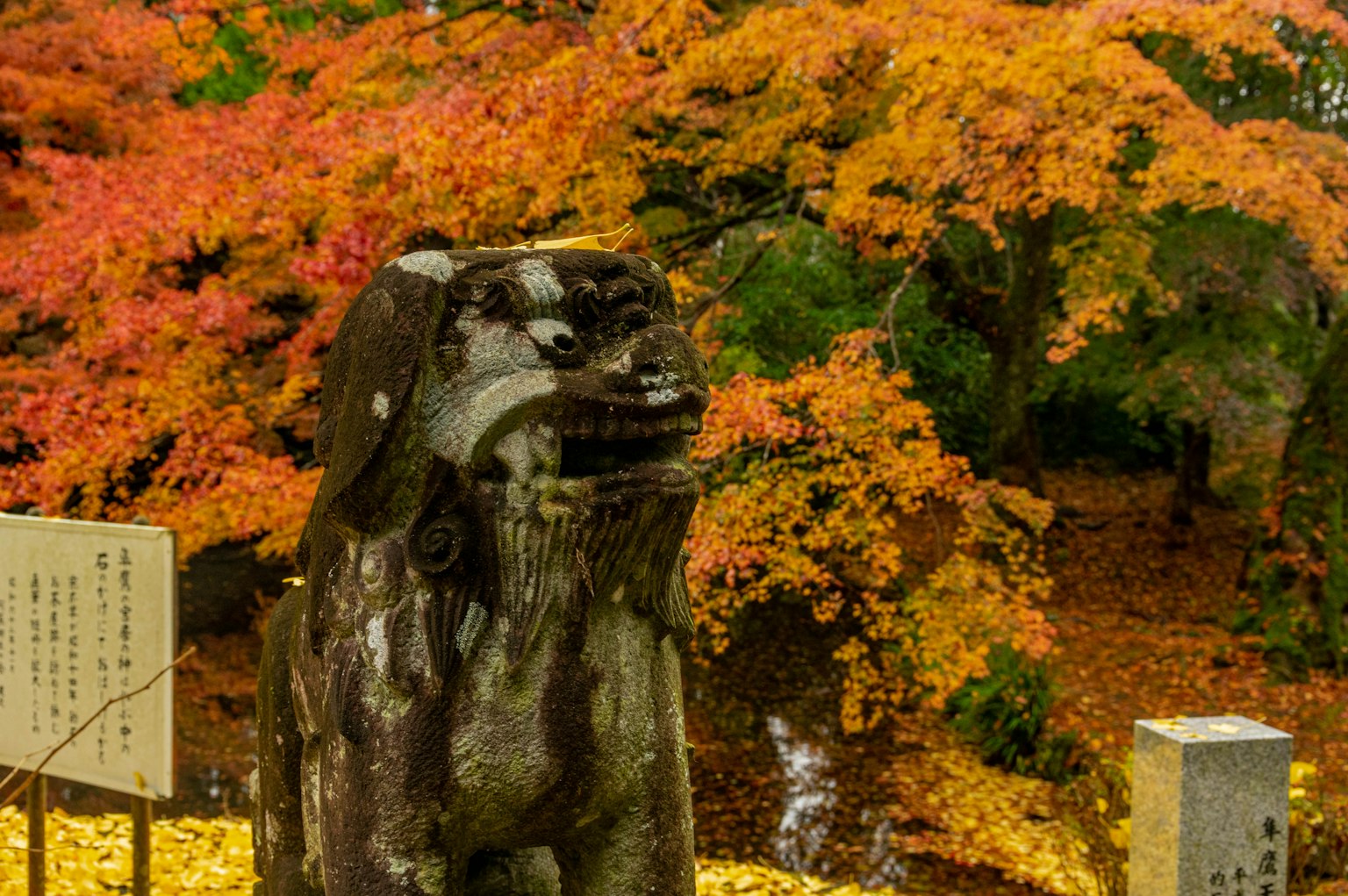 Estatua de perro guardián shishi con fondo de follaje otoñal