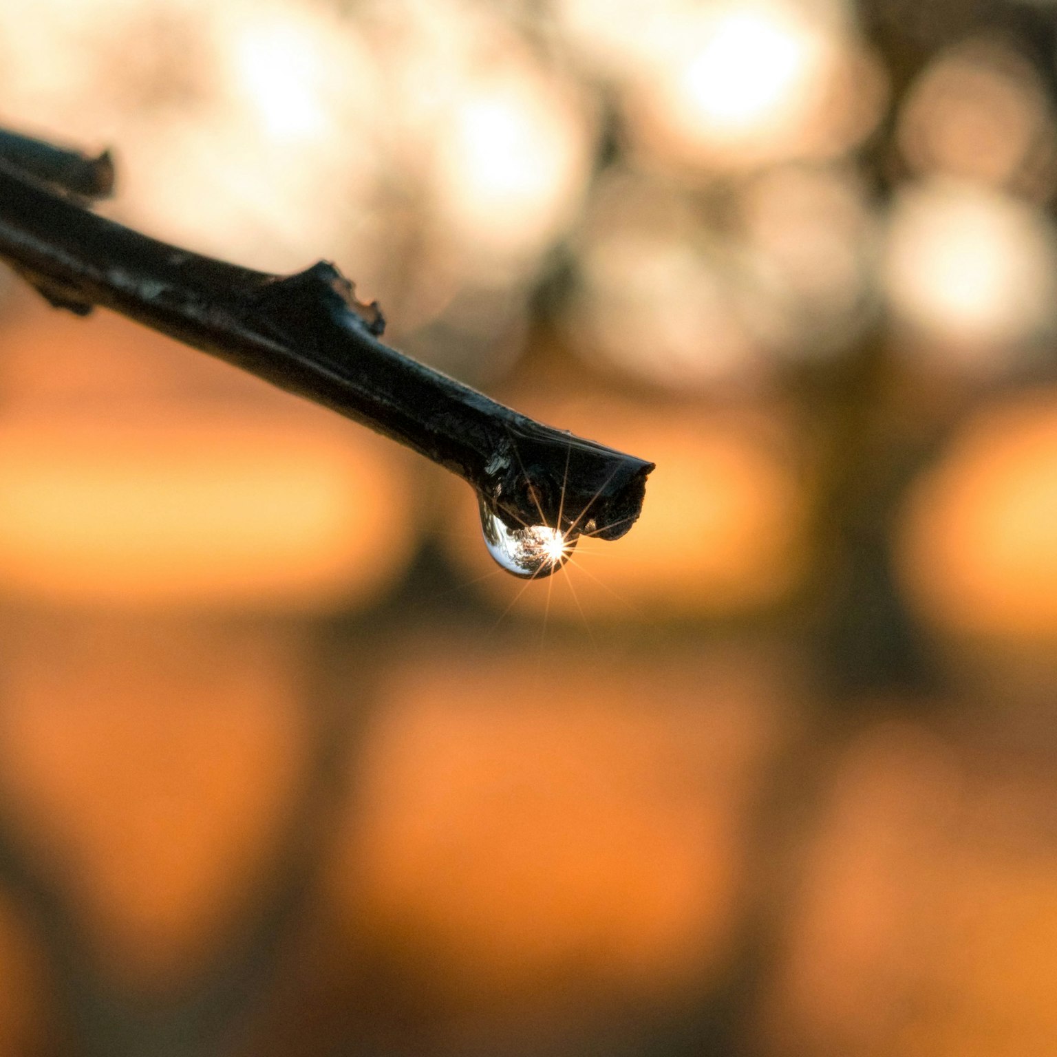 Ein Wassertropfen hängt an einem Zweig mit verschwommenem orangefarbenem Hintergrund