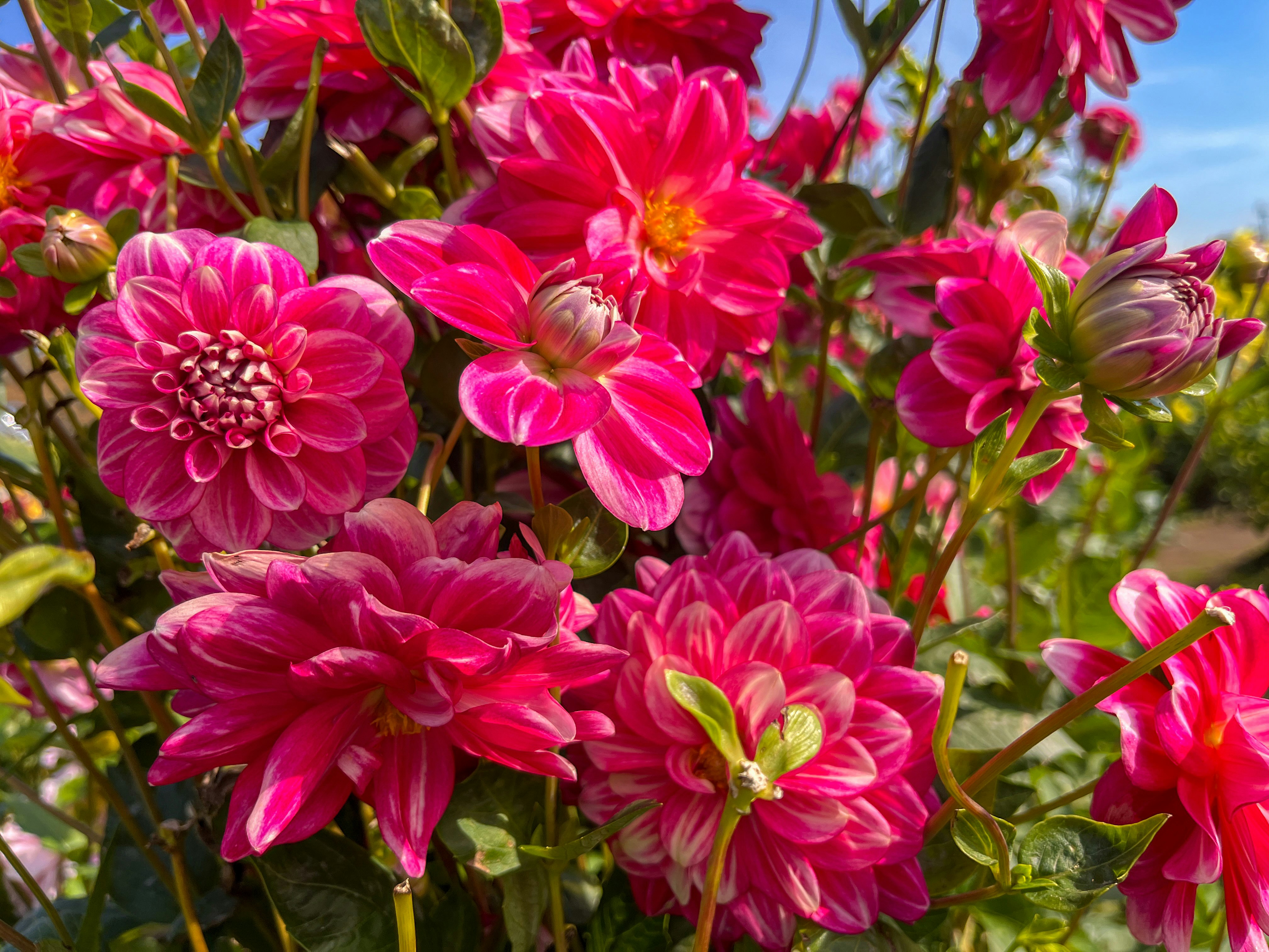 鮮やかなピンクのダリアが咲き誇る花畑の一角