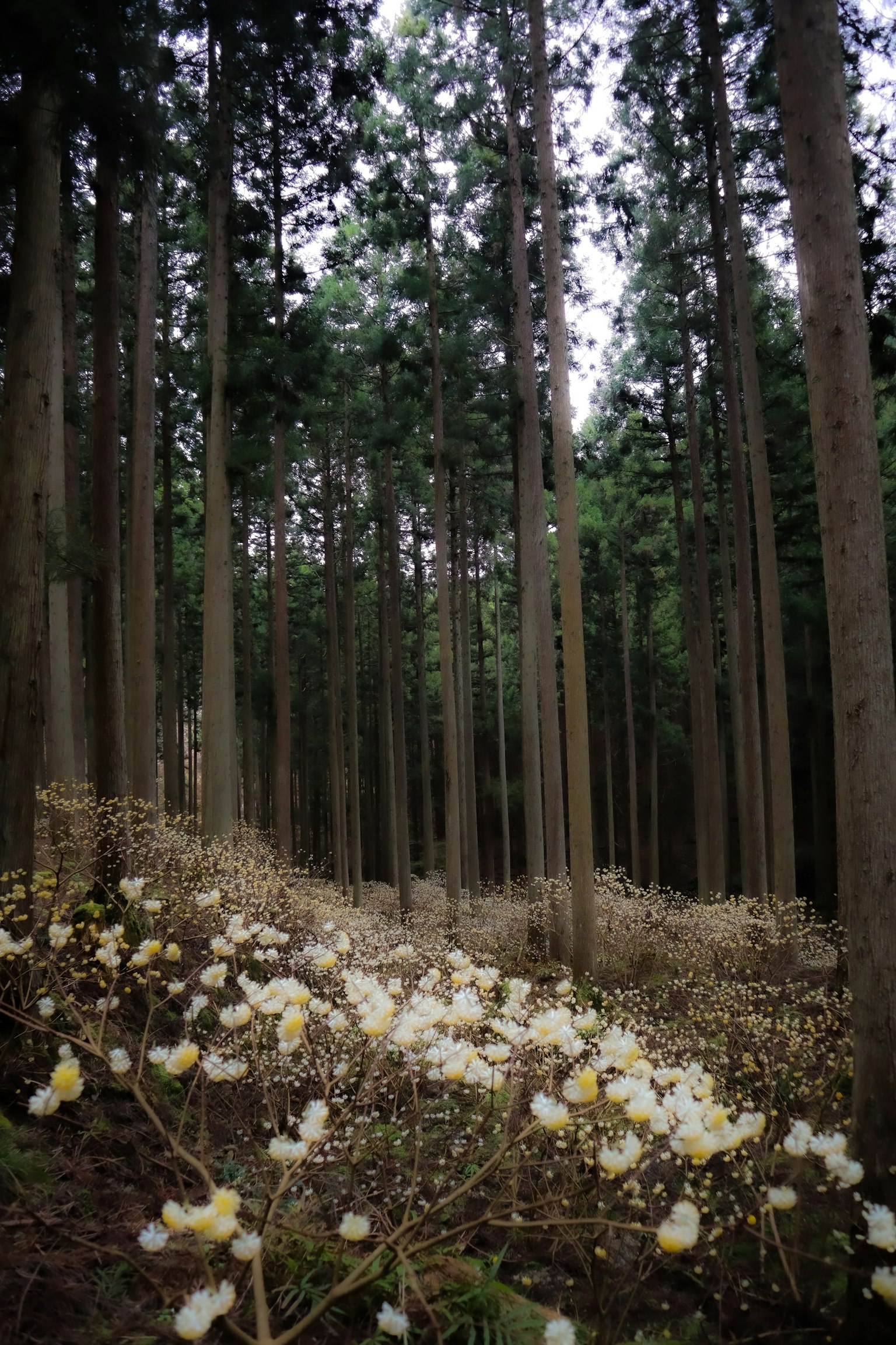Une scène forestière sereine avec des fleurs blanches fleurissant parmi de grands arbres