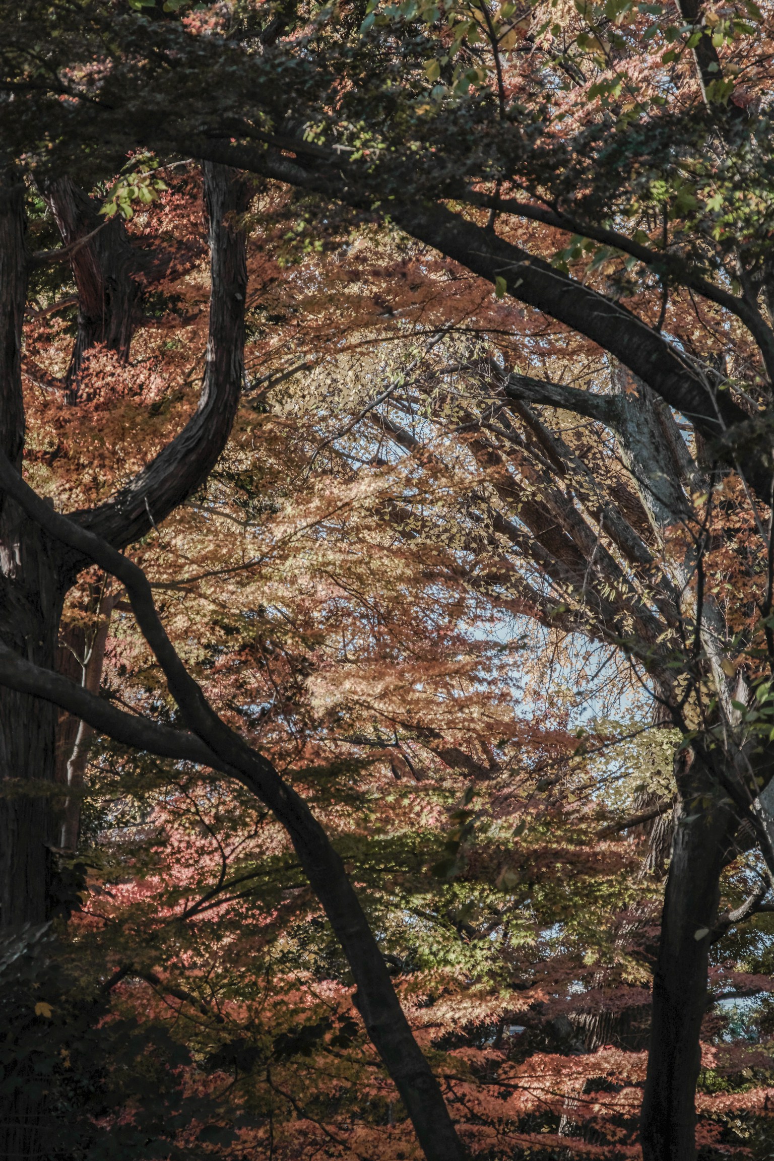 A landscape of trees with vibrant autumn foliage