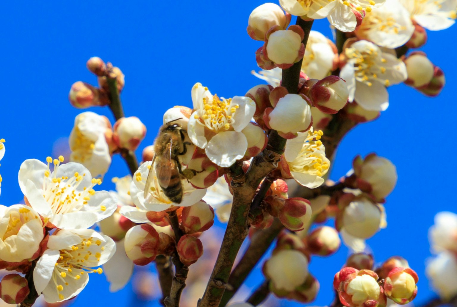Primer plano de flores blancas y una abeja contra un cielo azul