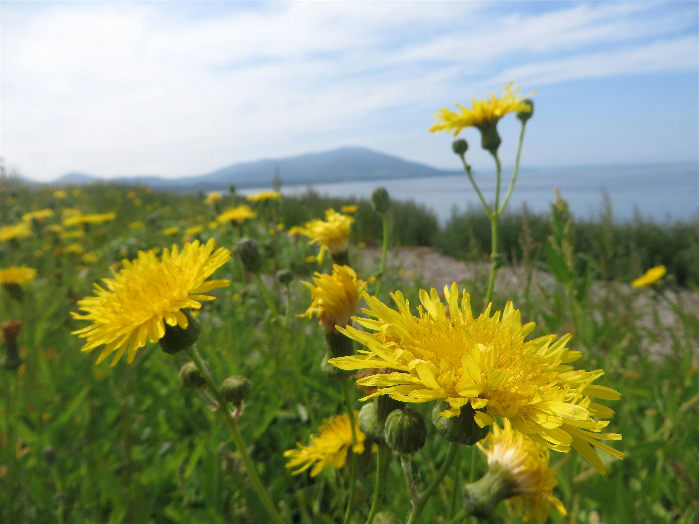 Yellow dandelions in a grassy field with distant mountains