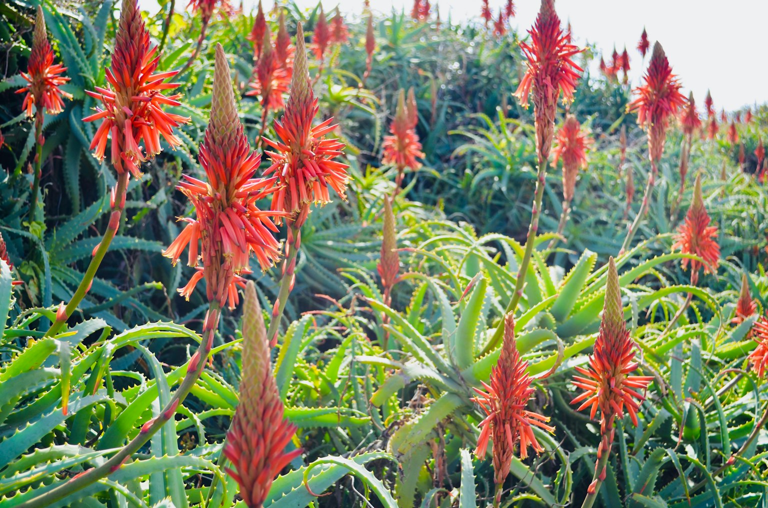 Un paysage avec des groupes de plantes d'aloe vera aux fleurs rouges vives
