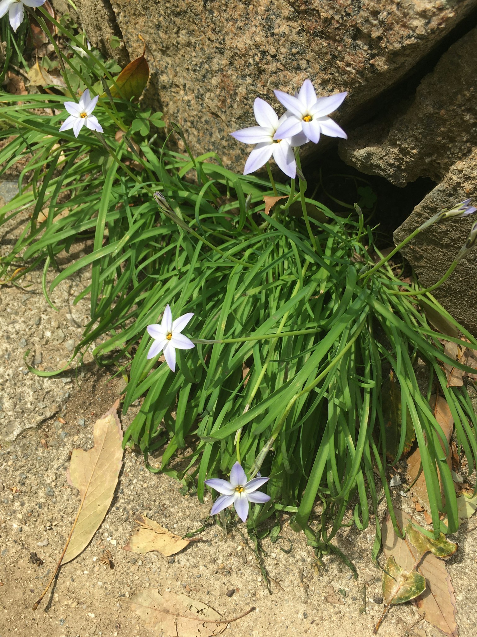Small white flowers blooming among green grass