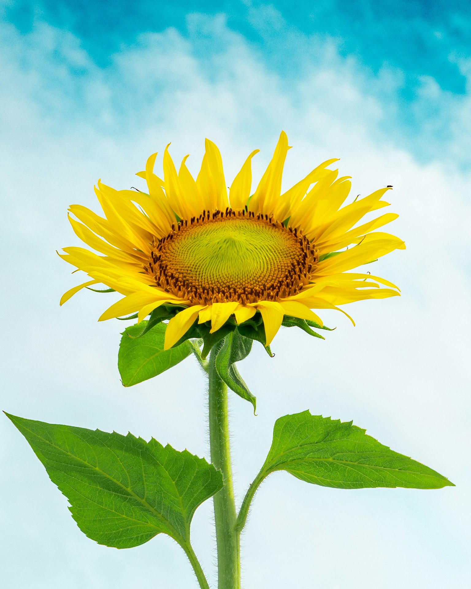 藍天下盛開的鮮豔黃色向日葵和綠色葉子