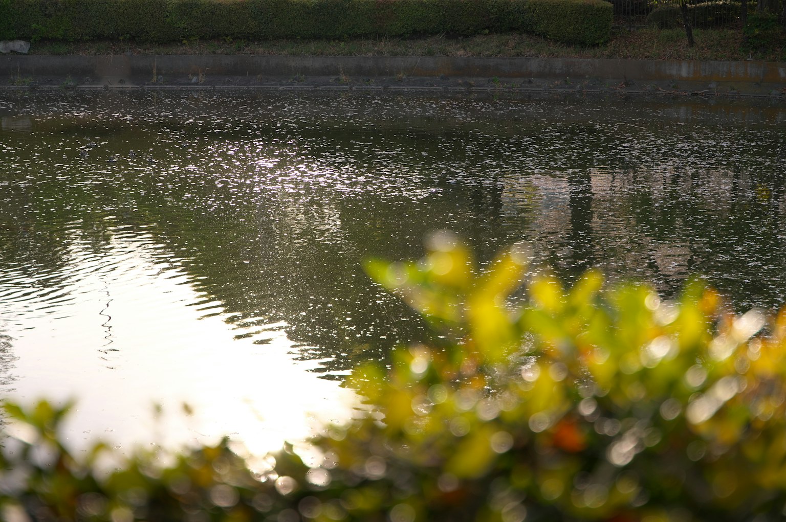 Gros plan sur des feuilles vertes et une lumière scintillante sur la surface de l'eau