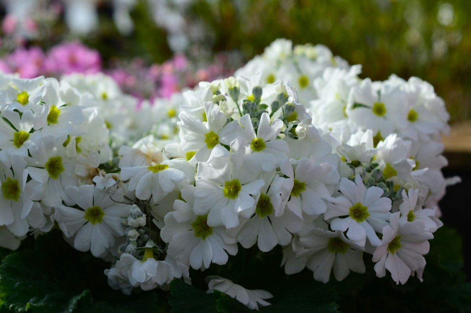 Gros plan sur des fleurs blanches en pleine floraison avec des touches de jaune