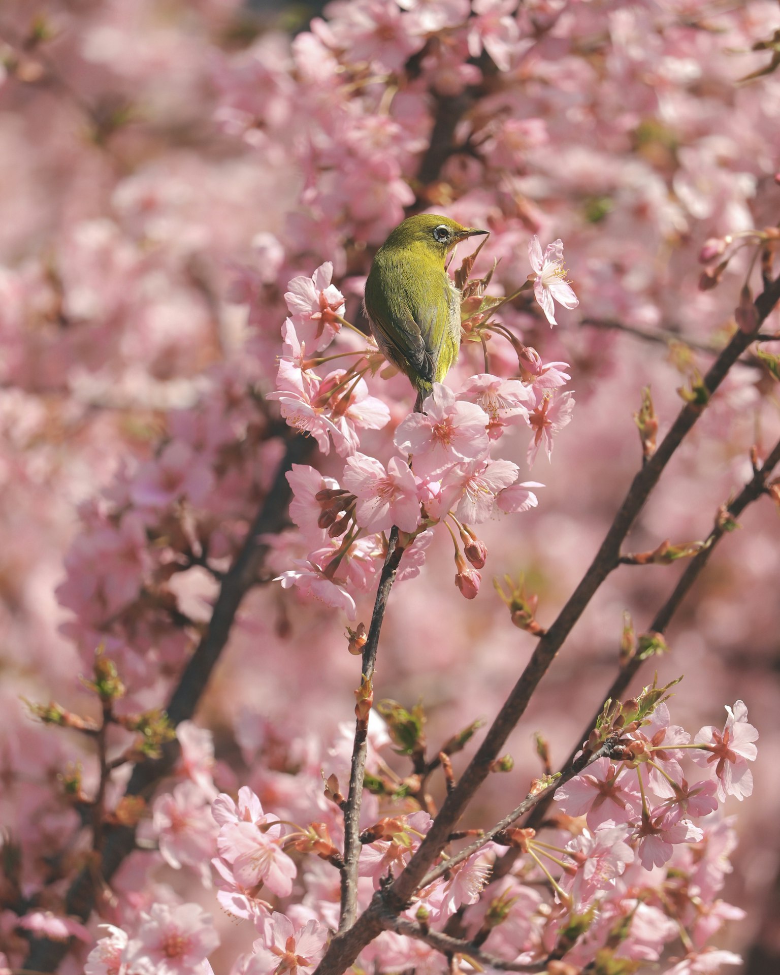 Un petit oiseau vert perché parmi des fleurs de cerisier roses