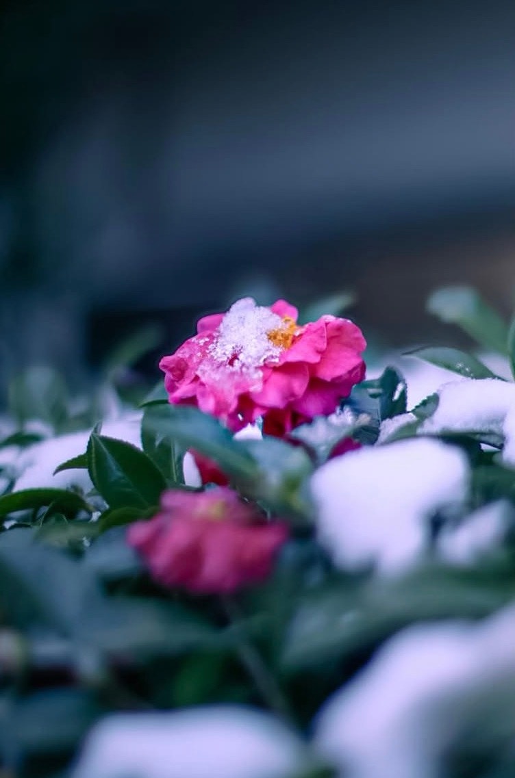 雪のような白い粉の上に咲く赤い花とピンクの花