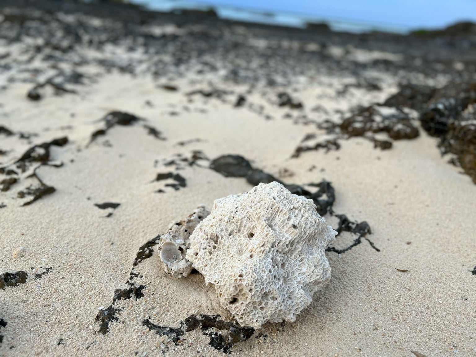 沙灘上的白色珊瑚塊和海藻