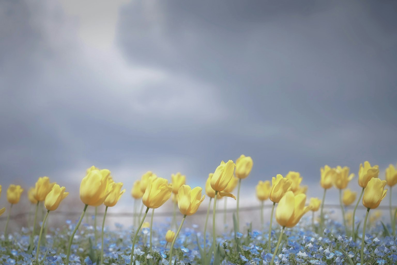 Campo de tulipanes amarillos y margaritas azules bajo un cielo nublado