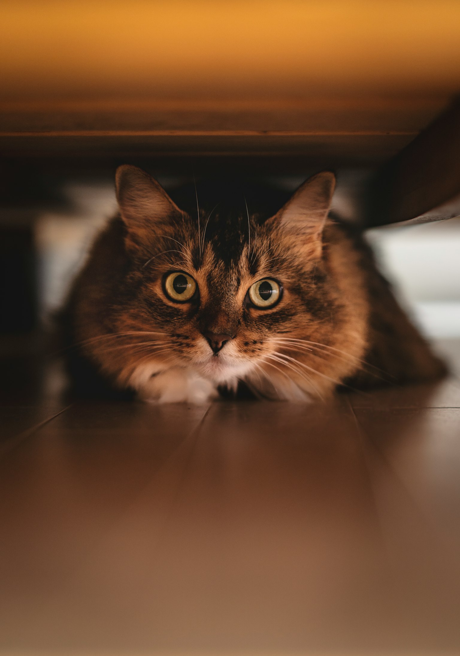 Seekor kucing bersembunyi di bawah meja dengan mata lebar melihat keluar