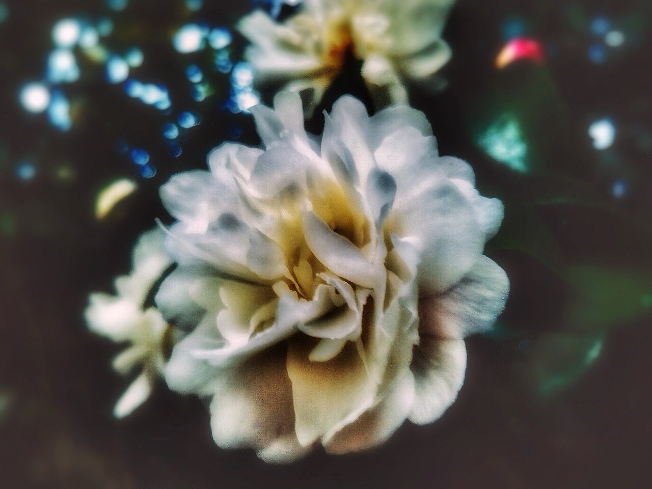 白色山茶与椿花的特写
