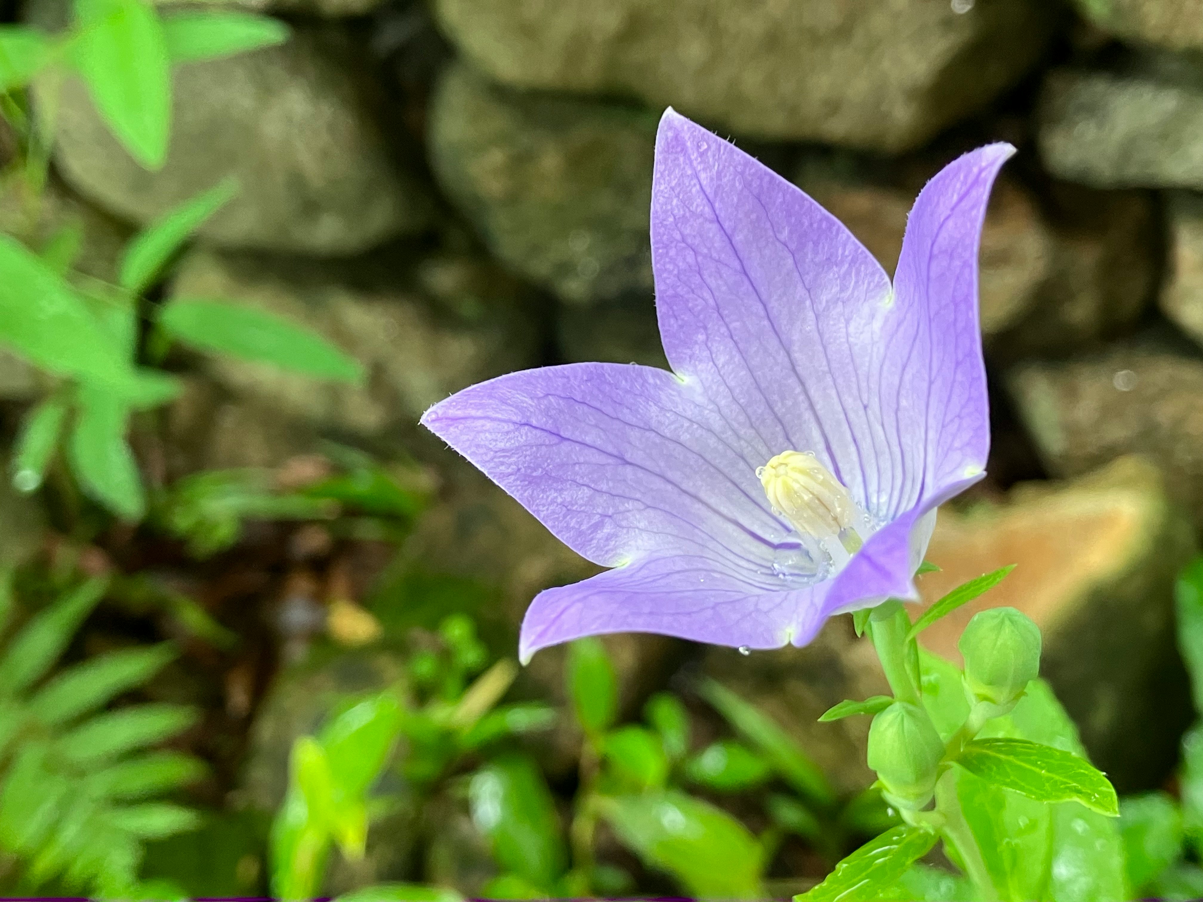 苔むす岩の前で咲く桔梗の花