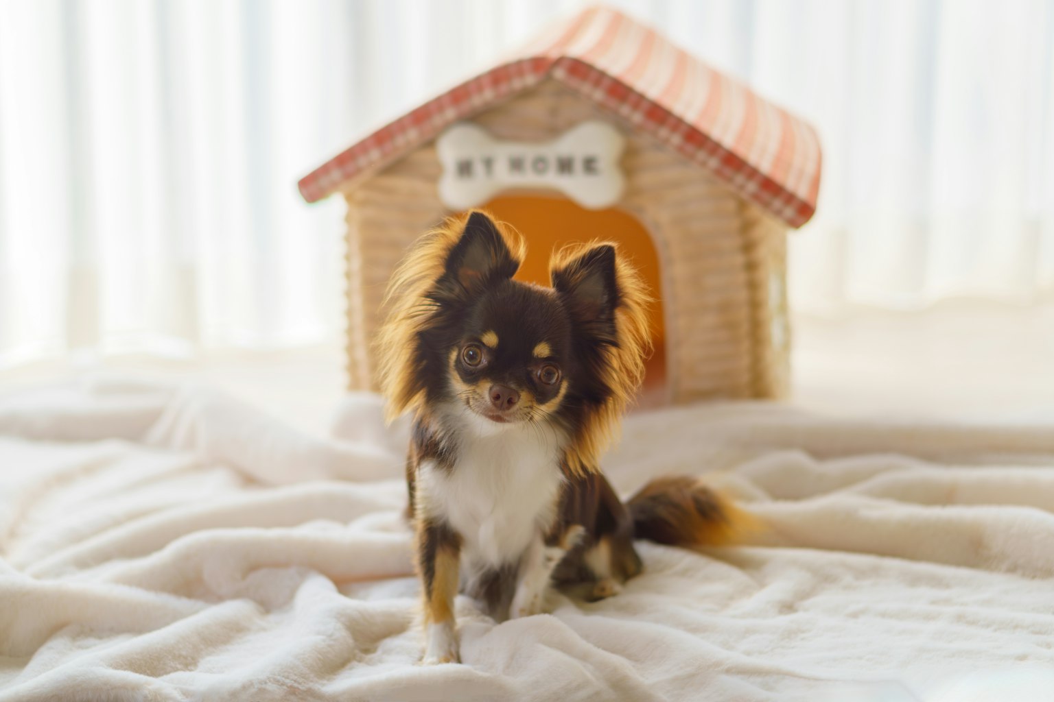 Un perro pequeño sentado frente a una casita