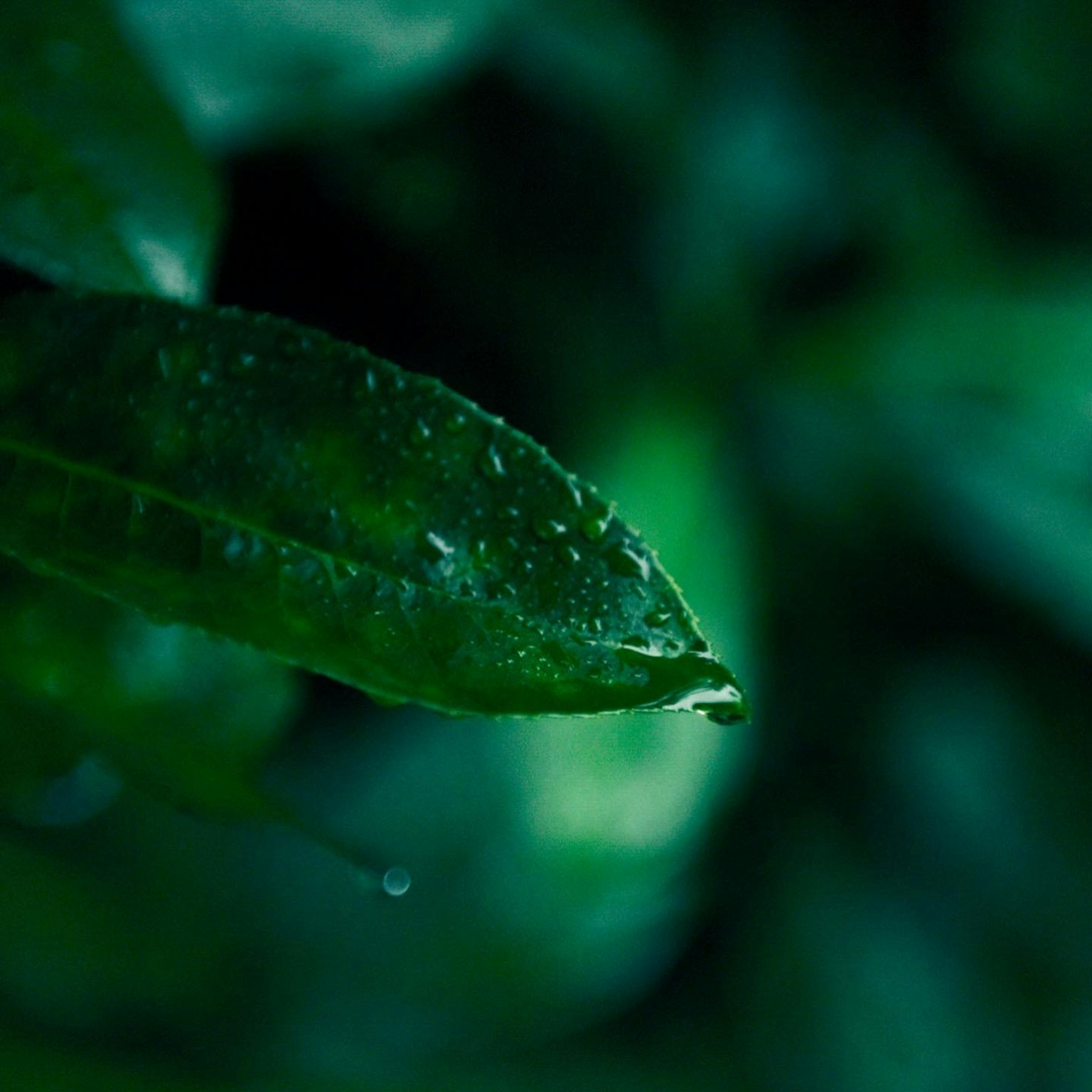 Primer plano de una hoja verde con gotas de agua