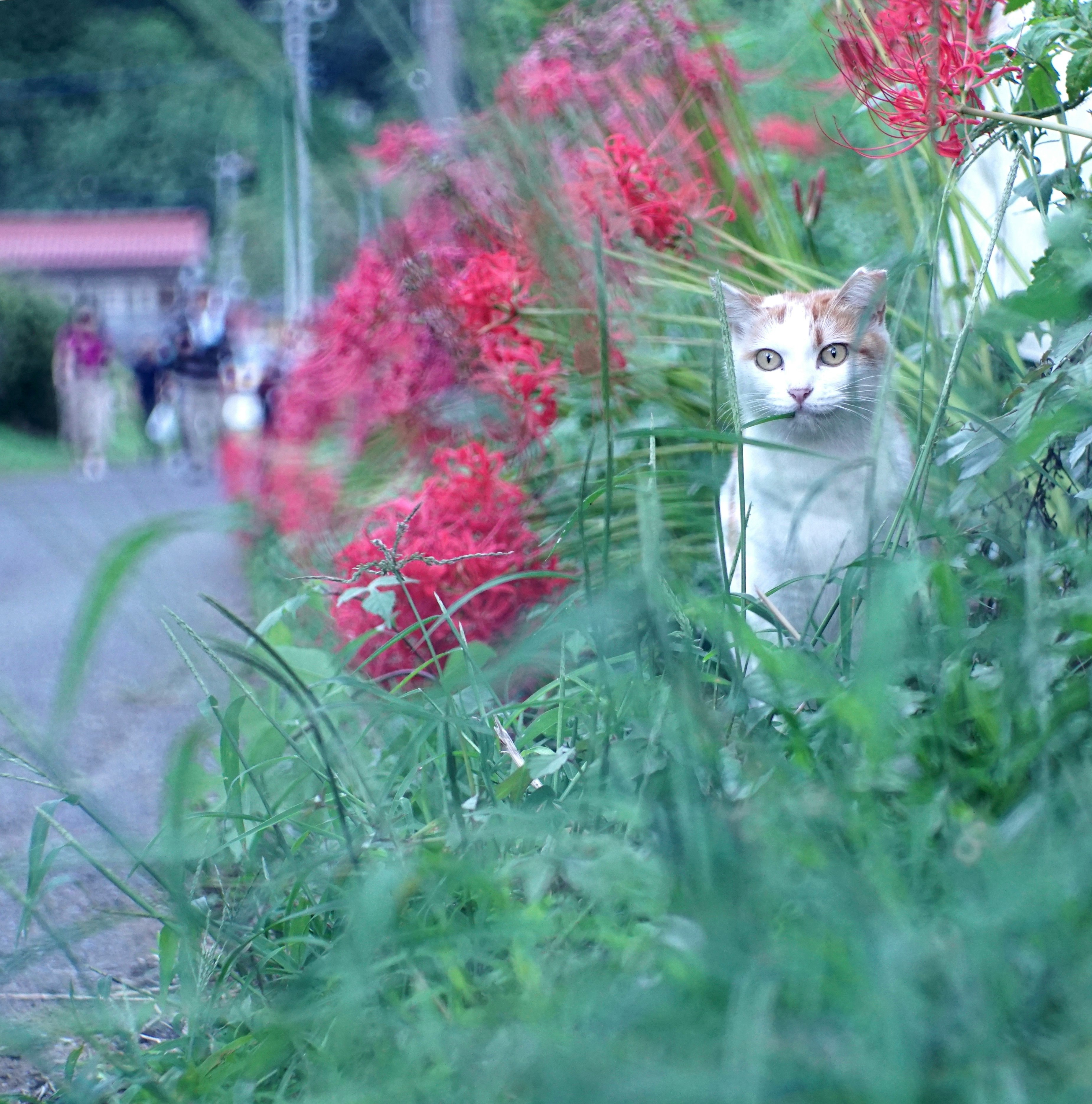 草むらの中に隠れた猫と赤い花のボケ背景