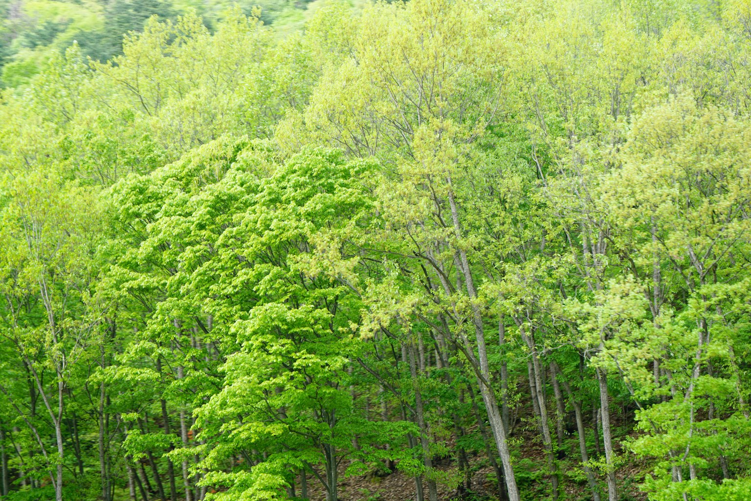 Paisaje forestal exuberante con una variedad de hojas verdes floreciendo