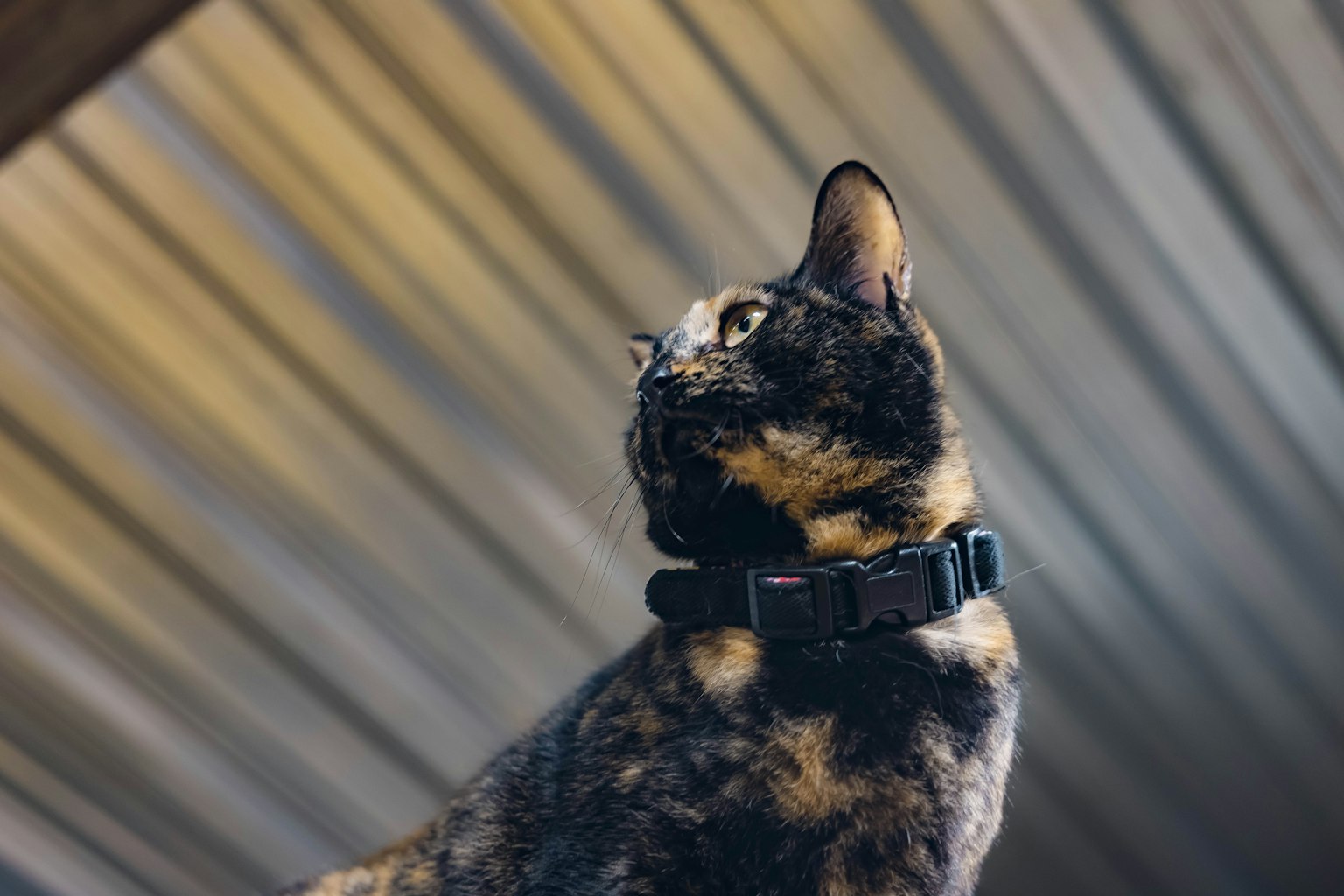 Eine Katze mit einem Halsband, die nach oben schaut, mit unscharfem Hintergrund